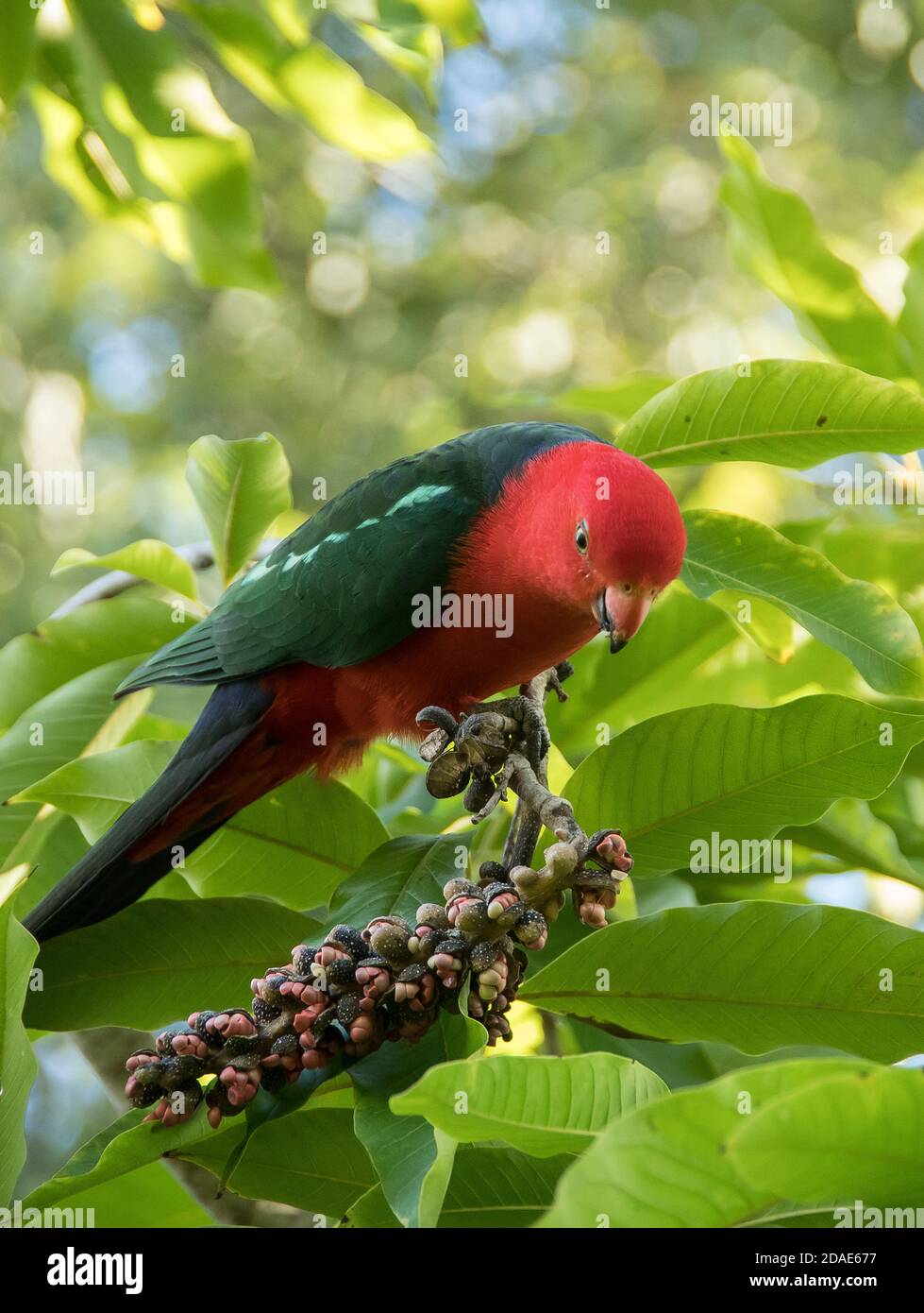 Un pappagallo australiano (alisterus scapularis). Un pappagallo maschile che perching in un albero che mangia semi in modo sgarbato. Giardino a Queensland, Australia, durante l'inverno. Foto Stock