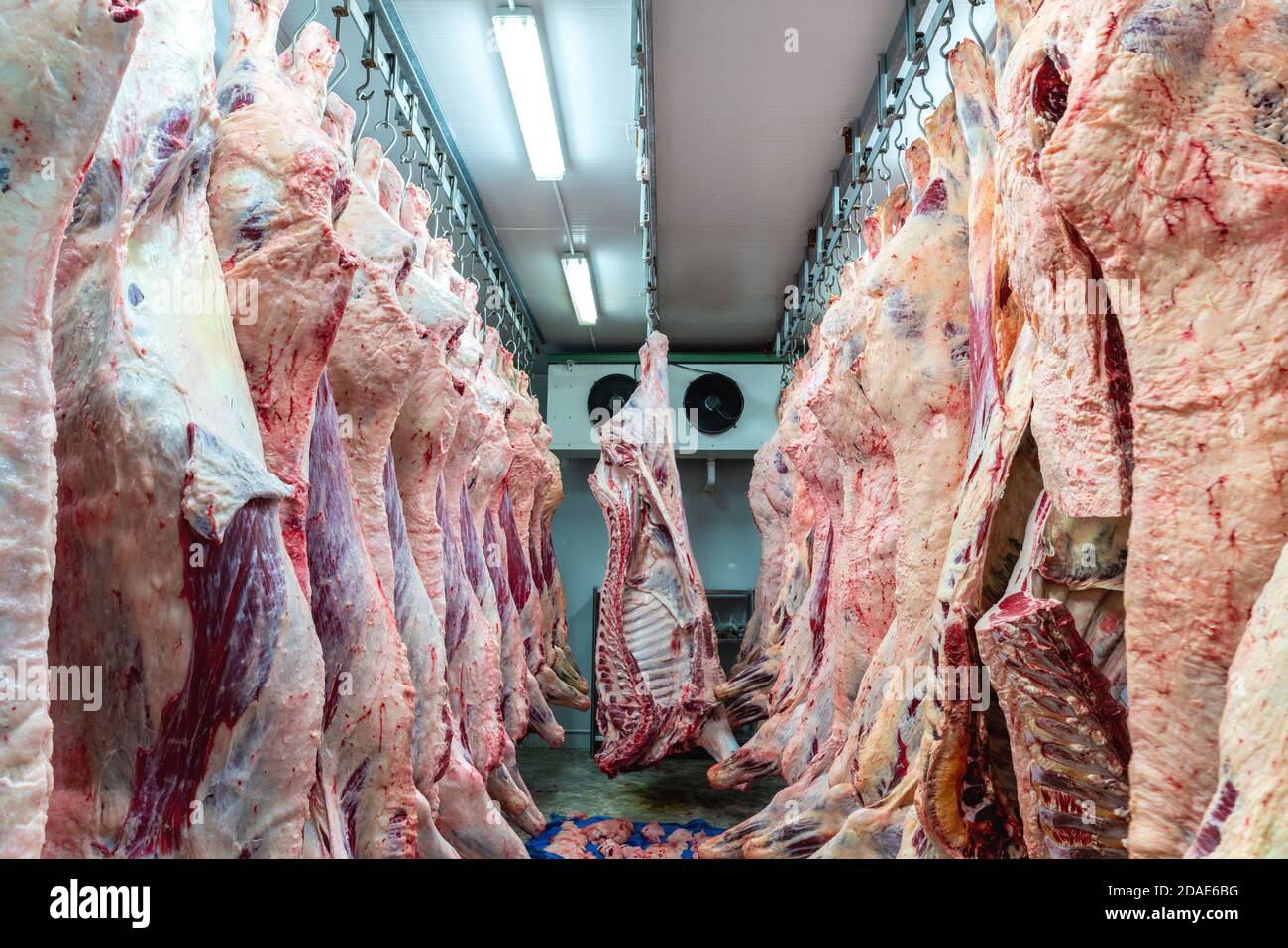 Industria della carne al macello, carni appese nel magazzino frigorifero. Tagliatelle tagliate e impiccate a gancio in un macello a carne alla giusta temperatura Foto Stock