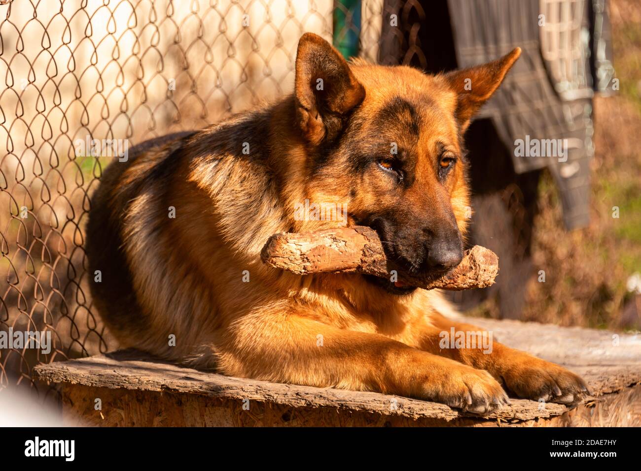 Cane da pastore tedesco sdraiato all'aperto e bastone da mordere. Cane Pastore allevato come guardia di casa. Foto Stock