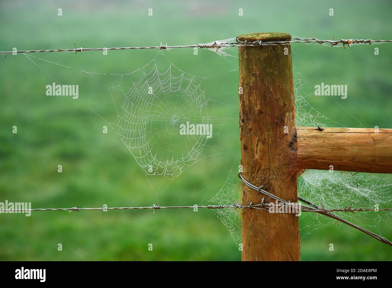 Riders web coperto in prima mattina nebbia Foto Stock
