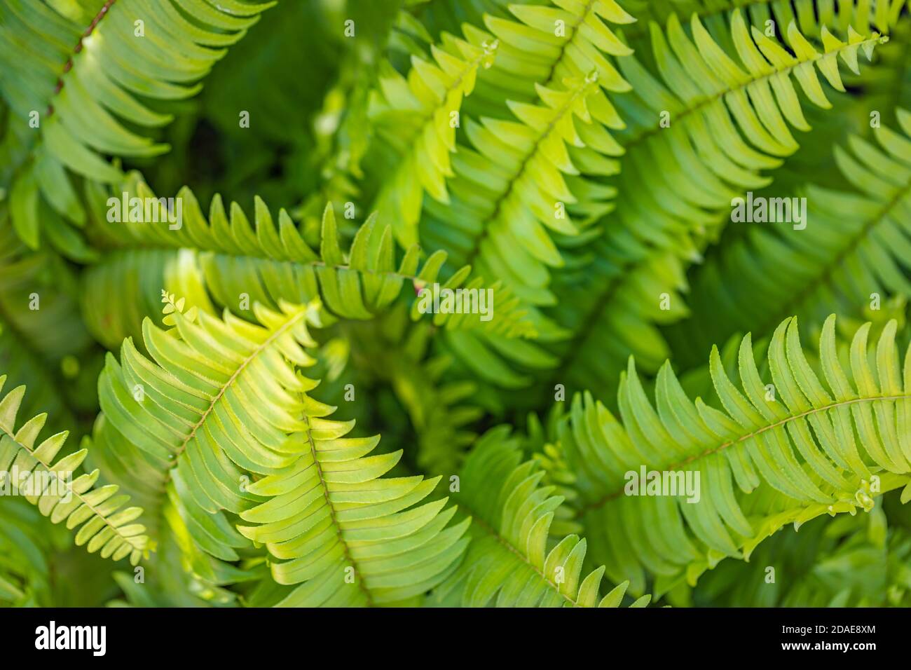 Felci nella foresta, closeup natura modello. Belle felci foglie verde fogliame. Primo piano di belle felci in crescita nella foresta. Floreale naturale Foto Stock