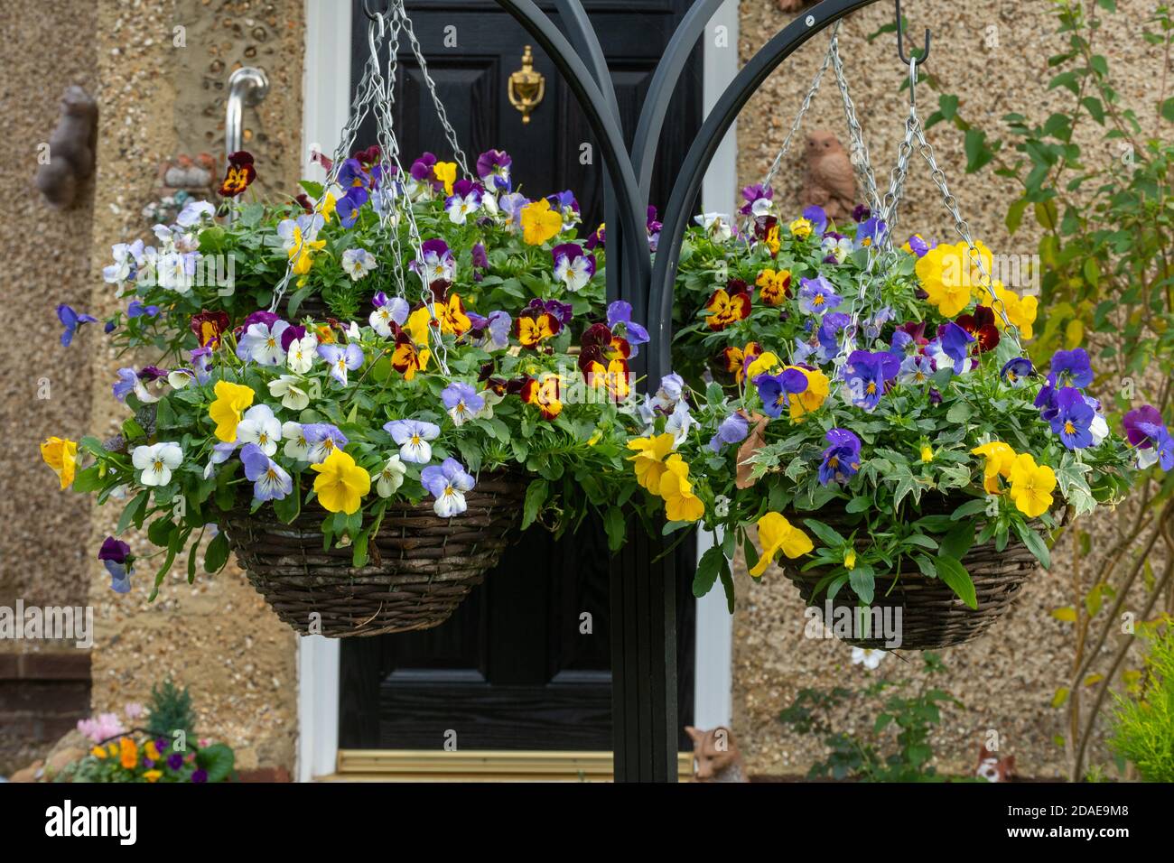 Quattro colorati cestini appesi piantati con viola o fiori pansy su uno stand durante l'autunno (novembre), Regno Unito Foto Stock