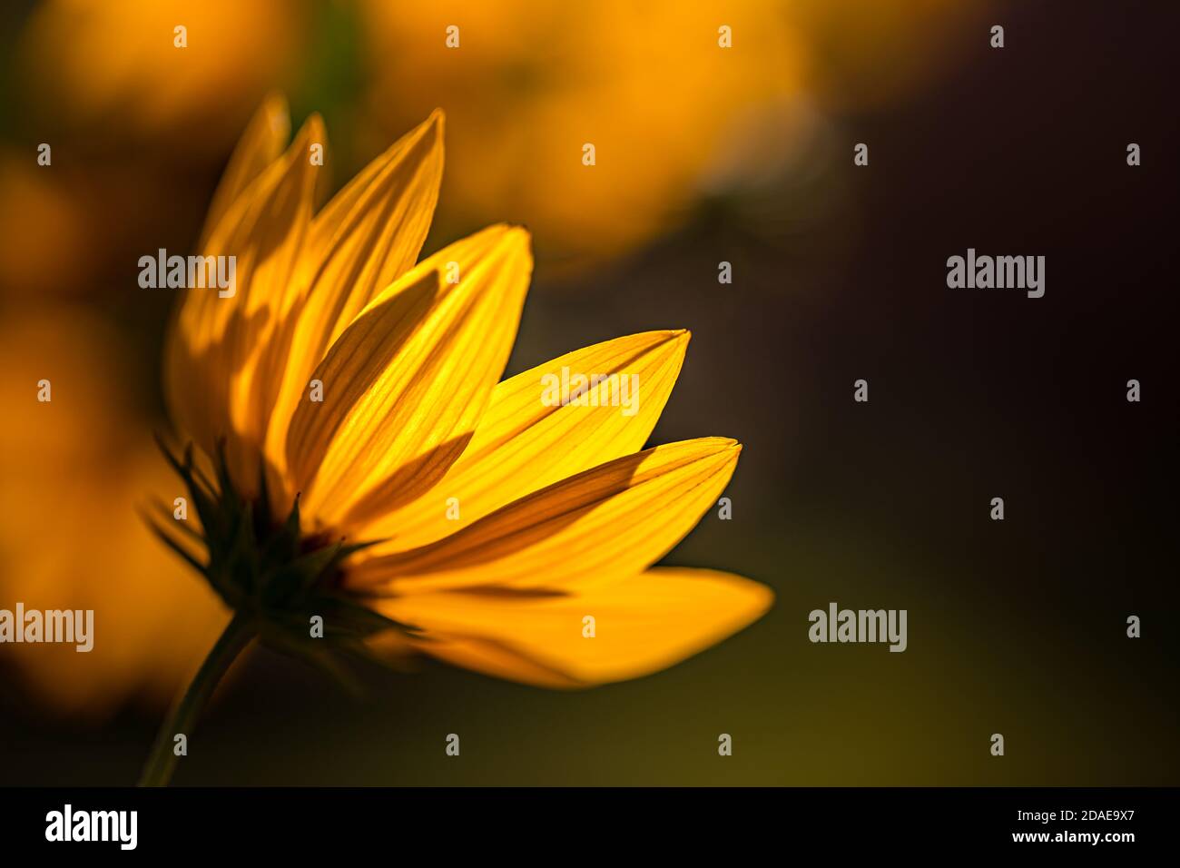 Campo di fiori Daisy sul tramonto. Splendidi closeup floreali della natura, petali morbidi, colori sfocati del giardino bokeh. Fiori da sogno, deliziosa immagine artistica della natura Foto Stock