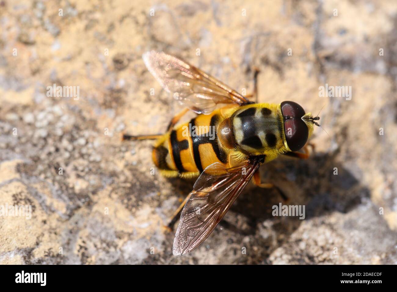 Mosca del hover del cranio, florea di Myathropa, mosca del hover, mimicry, mosca Foto Stock
