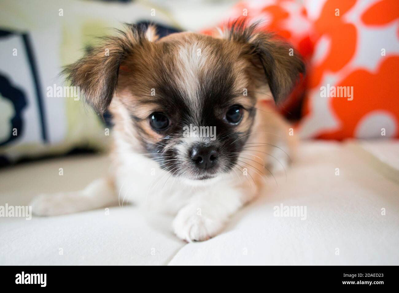 Cucciolo di Chihuahua, dai capelli lunghi sul letto con cuscini Foto Stock