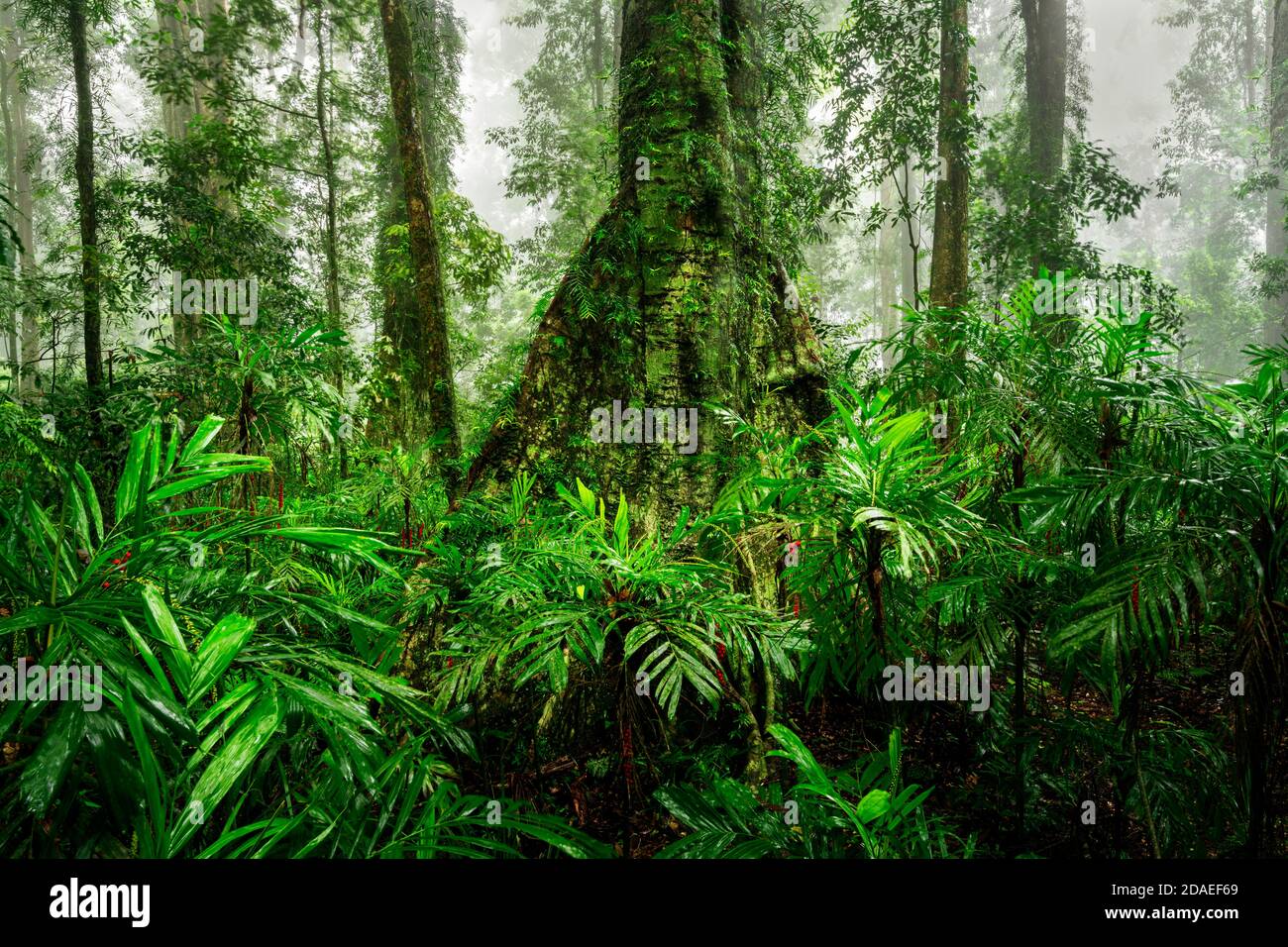 Verde lussureggiante in una giornata nebbiosa nella foresta pluviale del Parco Nazionale di Dorrigo. Foto Stock