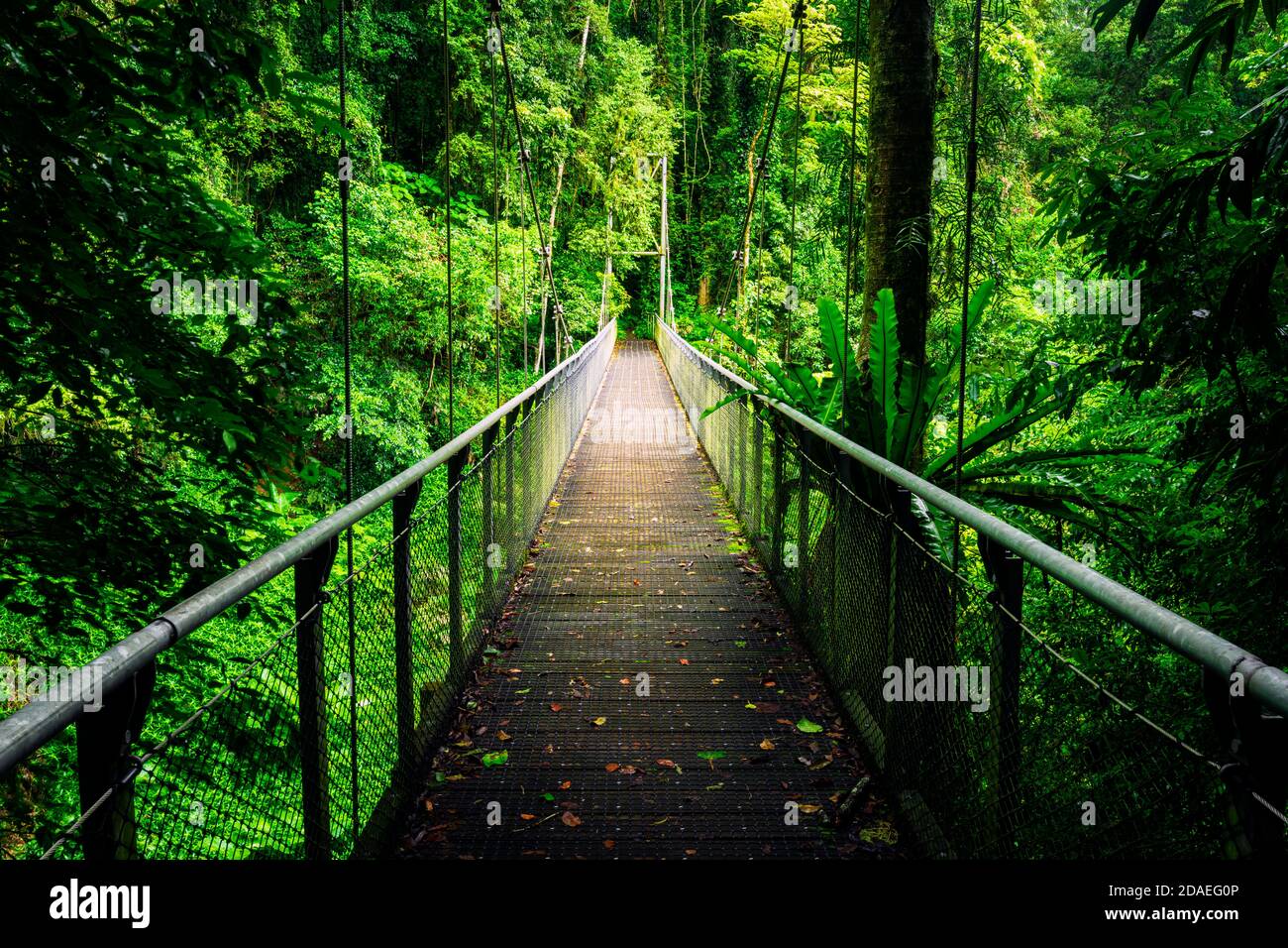 Ponte sospeso su un sentiero nella foresta pluviale del Parco Nazionale di Dorrigo. Foto Stock