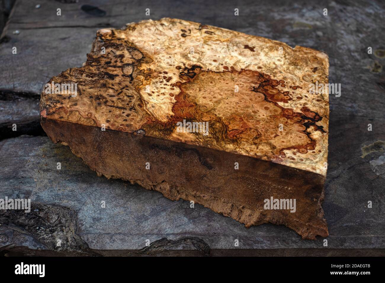 Natura quercia burl legno a strisce è un bel modello di legno per l'artigianato Foto Stock