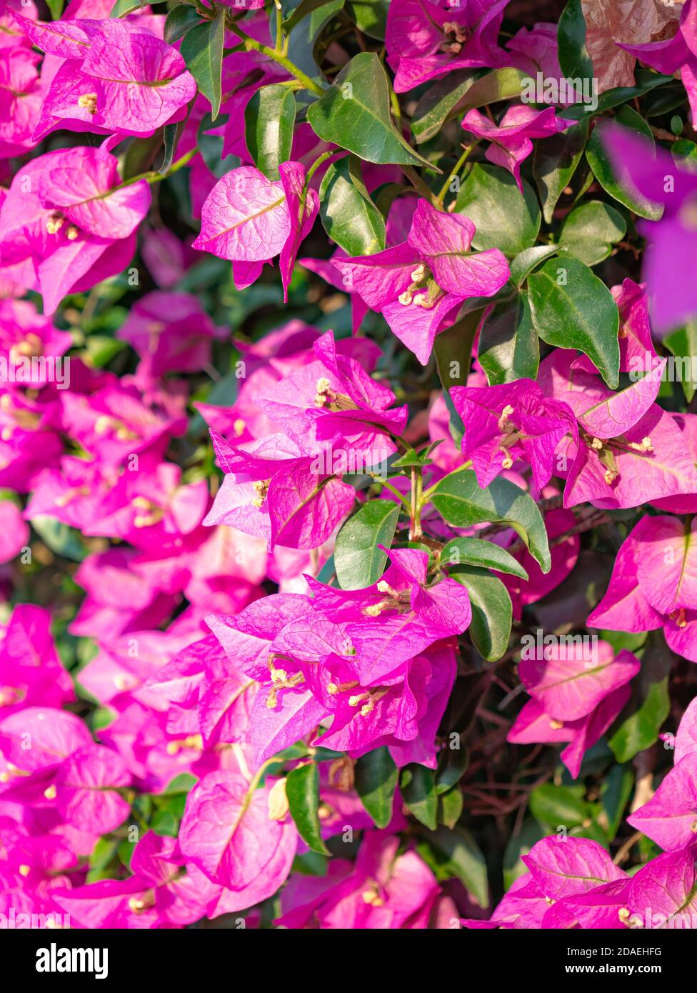 Primo piano di uno sfondo floreale realizzato con la pianta Bougainvillea. Utile come sfondo floreale. Vista verticale. Foto Stock