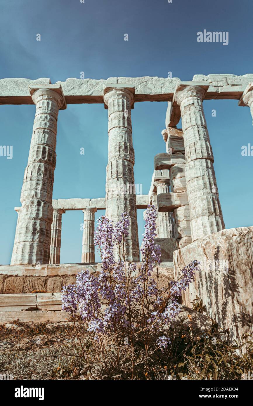 Grecia. Capo Sounion - rovine di un antico tempio greco di Poseidon con ulivo dopo il tramonto, Grecia Foto Stock