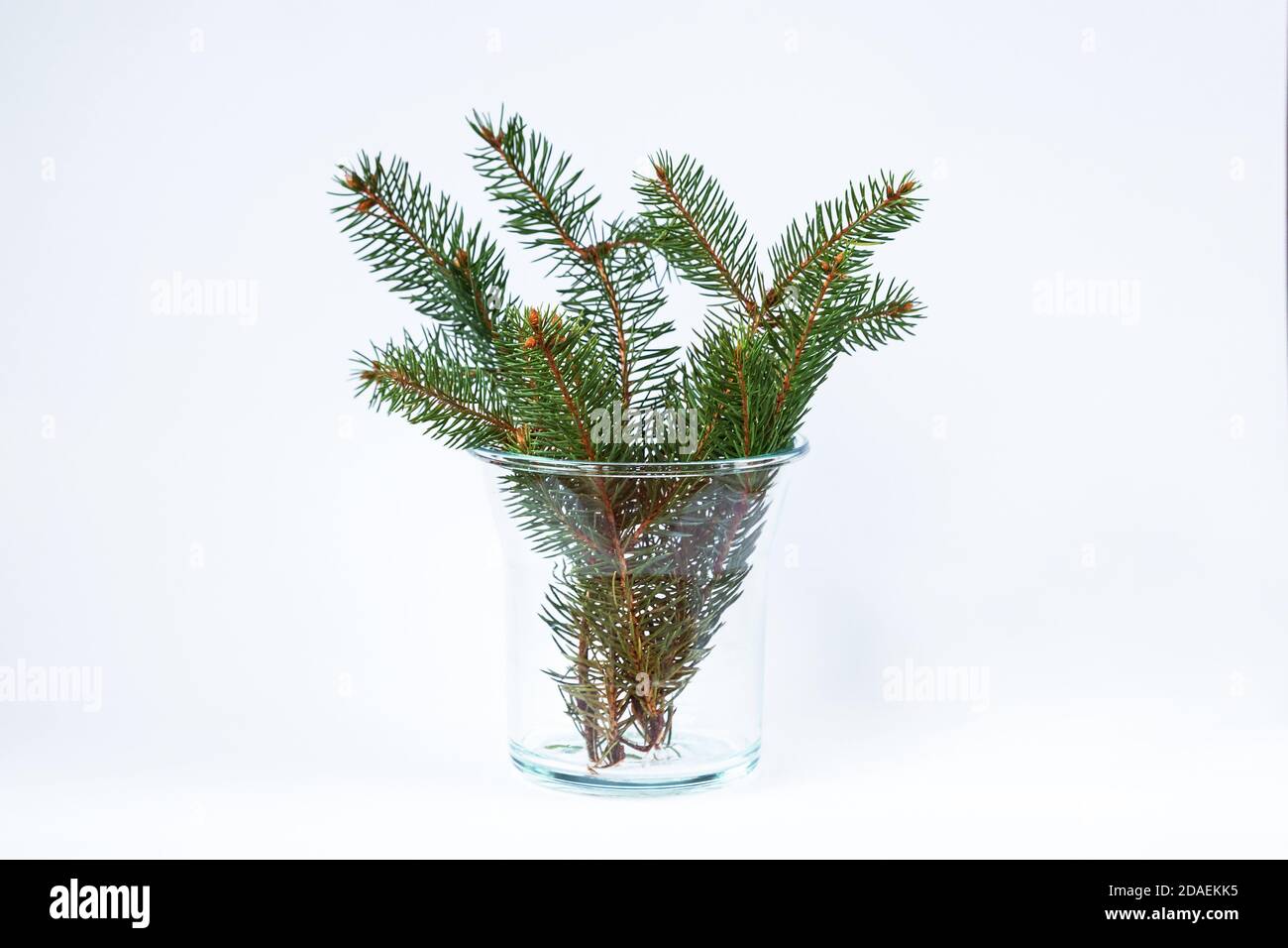 Un ramo di abete rosso in un vaso di vetro. Composizione natalizia minimalistica. Foto Stock