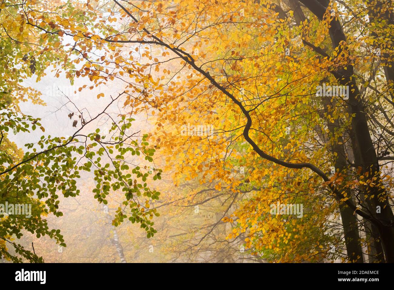 Foresta d'autunno in Bocketal, Teclemburgo, Teutoburger Wald, Nordrhein-Westfalen, Germania Foto Stock