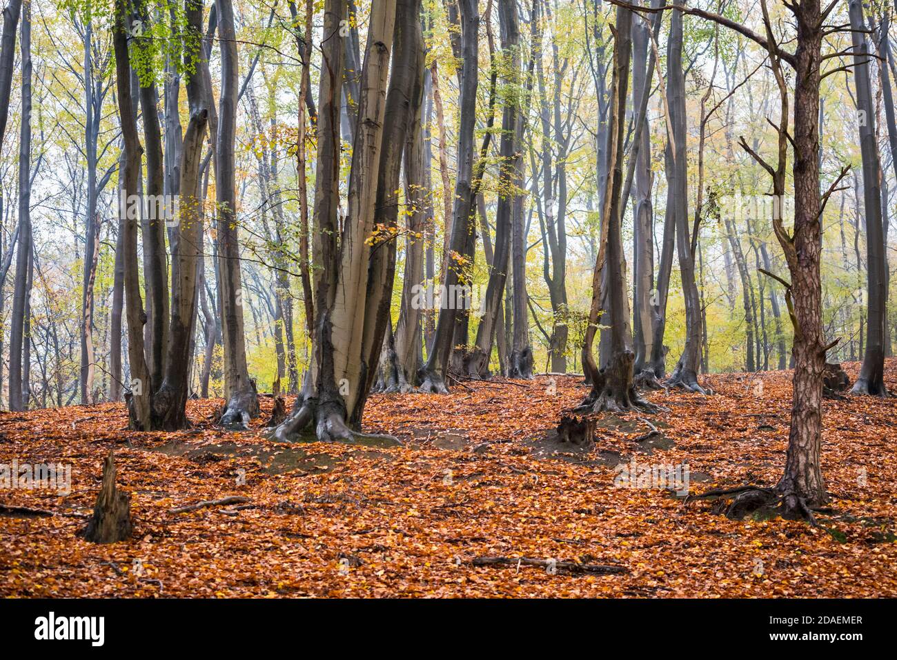 Tronchi di alberi in autunno in foresta su una collina in Bocketal, Teutoburger Wald, Nordrhein-Westfalen, Germania Foto Stock