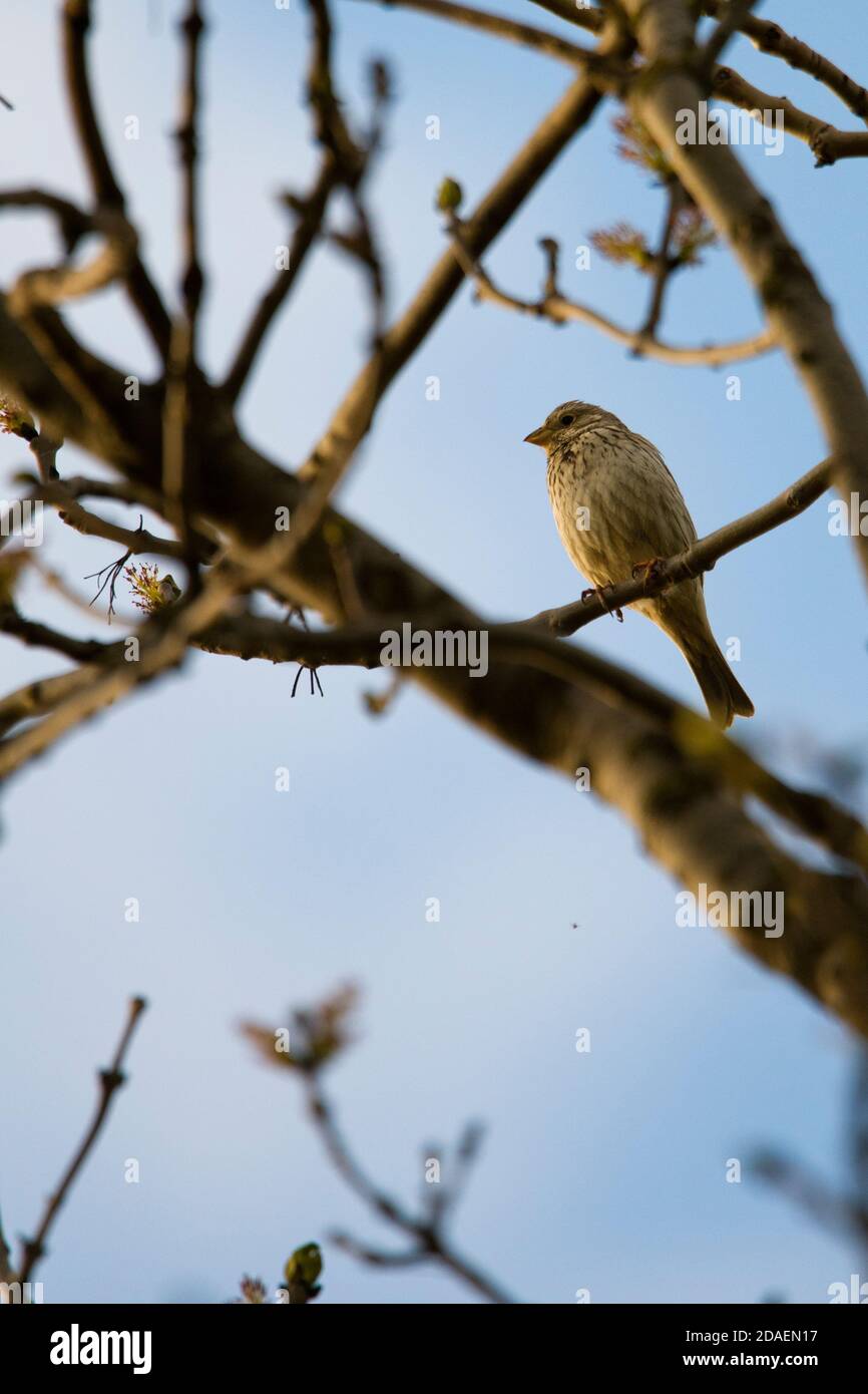 Uccello su un ramo - il mais che si accatastano durante il tramonto Foto Stock