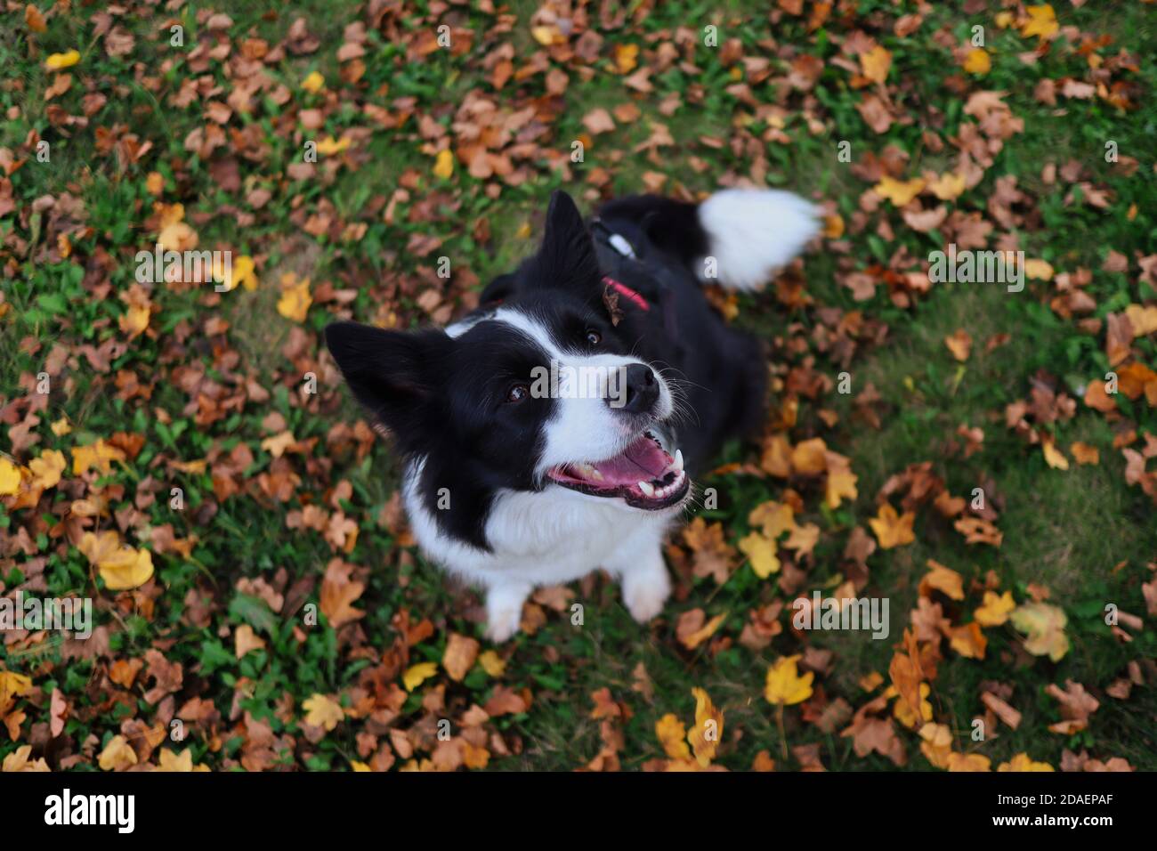 Top-down sorridente Border Collie Dog seduto su erba e caduto foglie d'autunno durante la stagione autunnale. Felice animale bianco e nero. Foto Stock