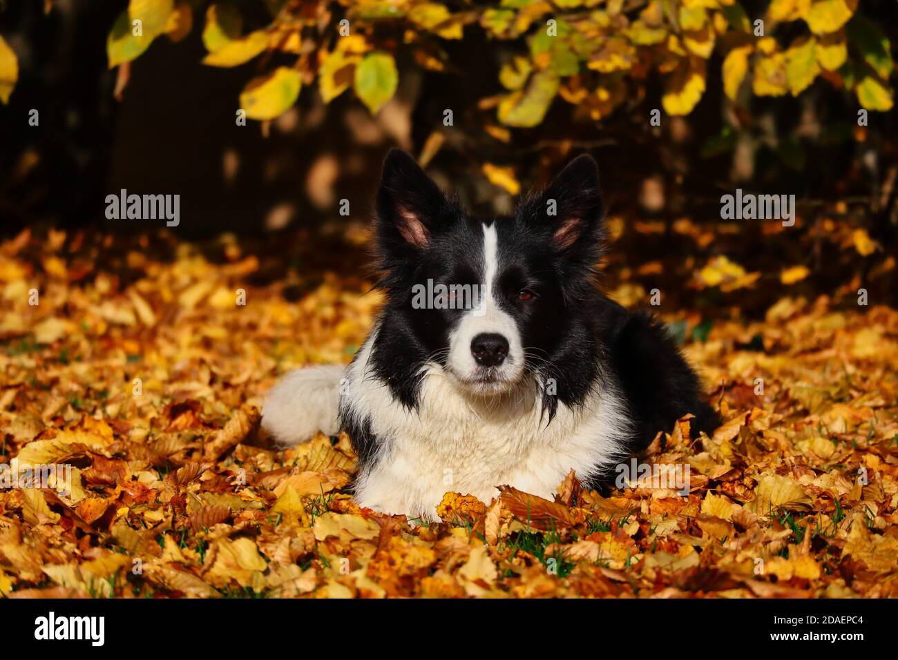 Il serio Border Collie si trova nelle foglie cadenti dell'autunno durante l'ora d'oro. Cane bianco e nero durante la stagione autunnale. Foto Stock