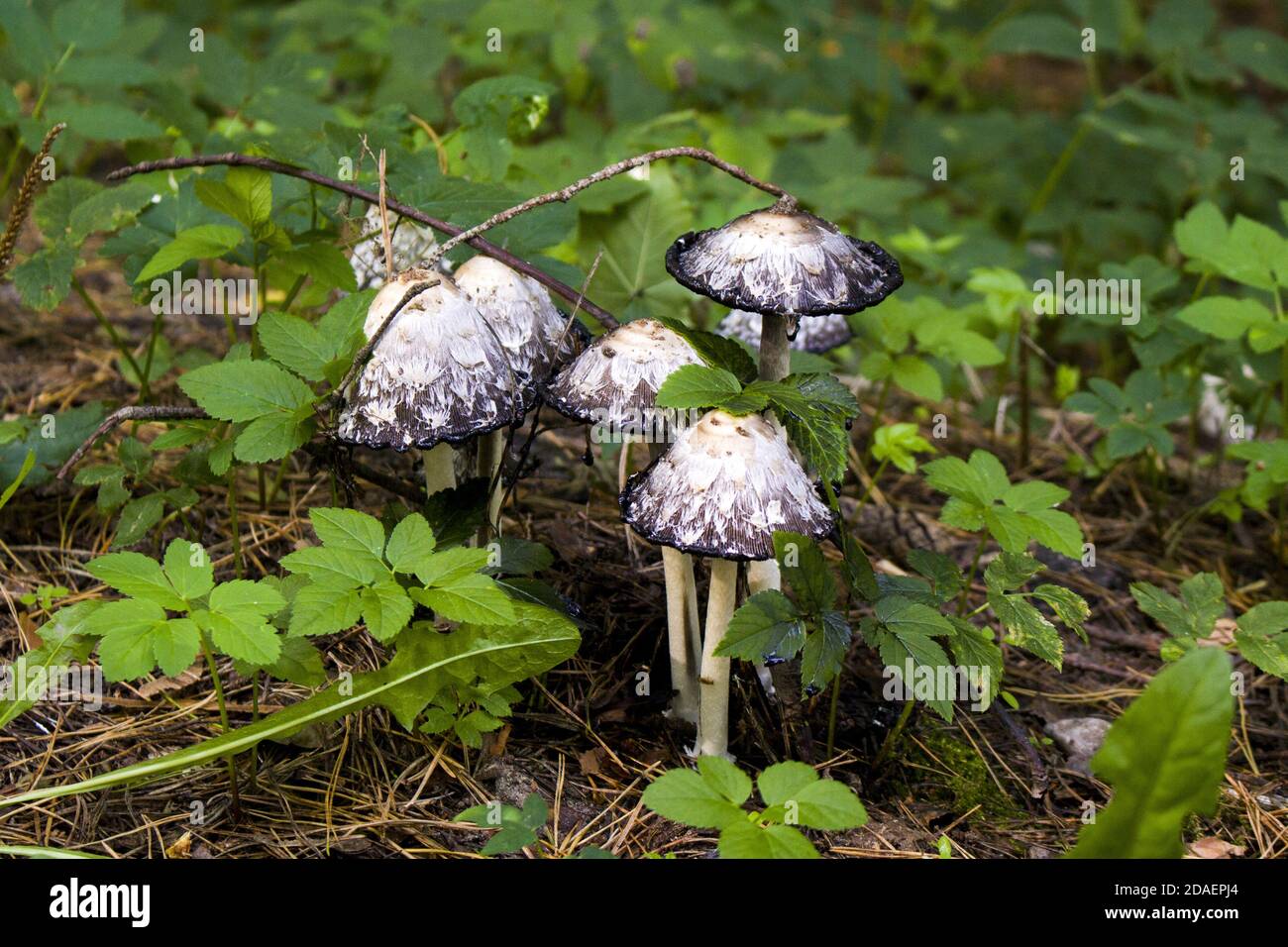 Il cappuccio dell'inchiostro shaggy o la parrucca dell'avvocato o mane shaggy - i funghi vecchi non sono commestibili Foto Stock