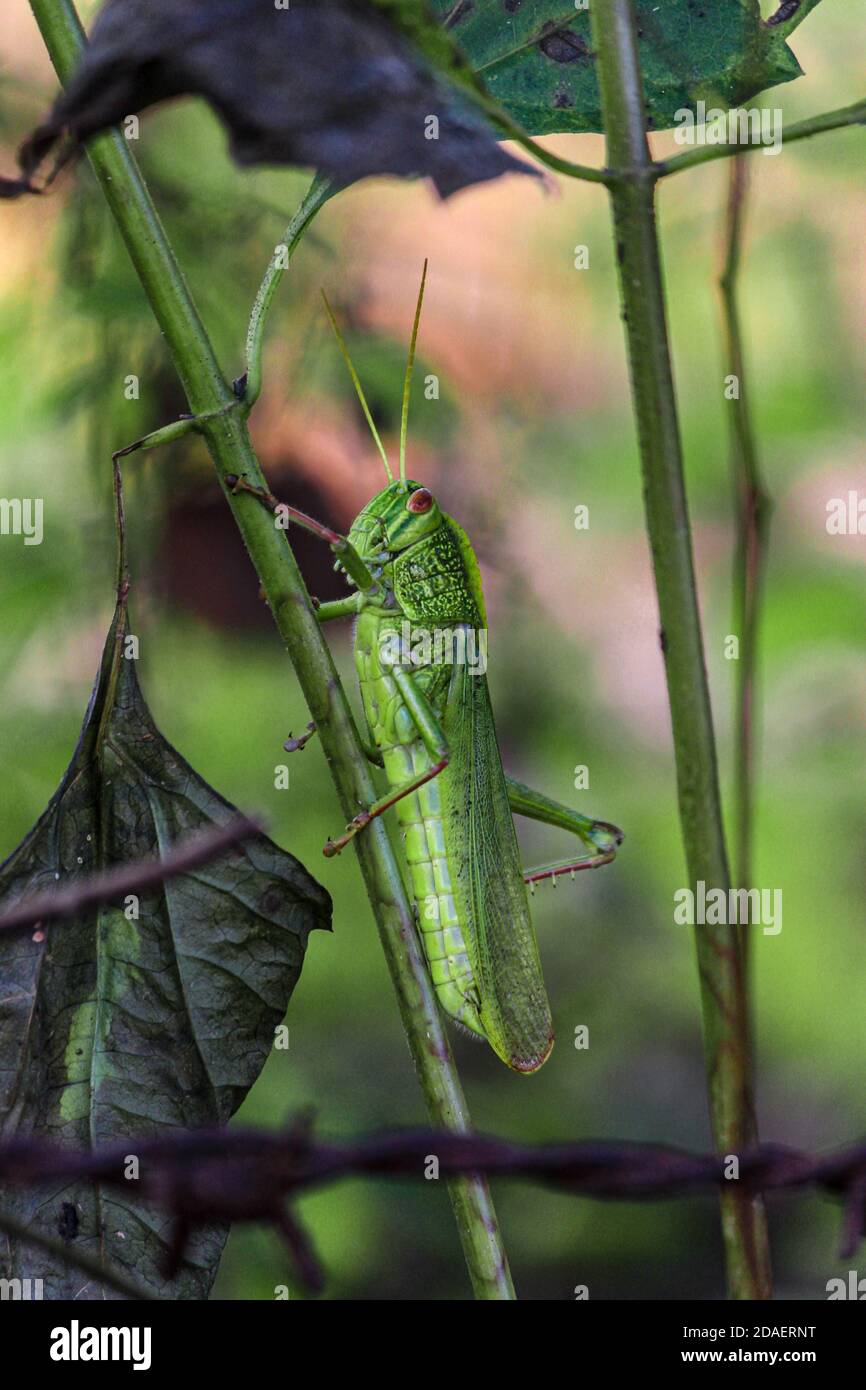 grasshopper su un gambo di superriduttore Foto Stock