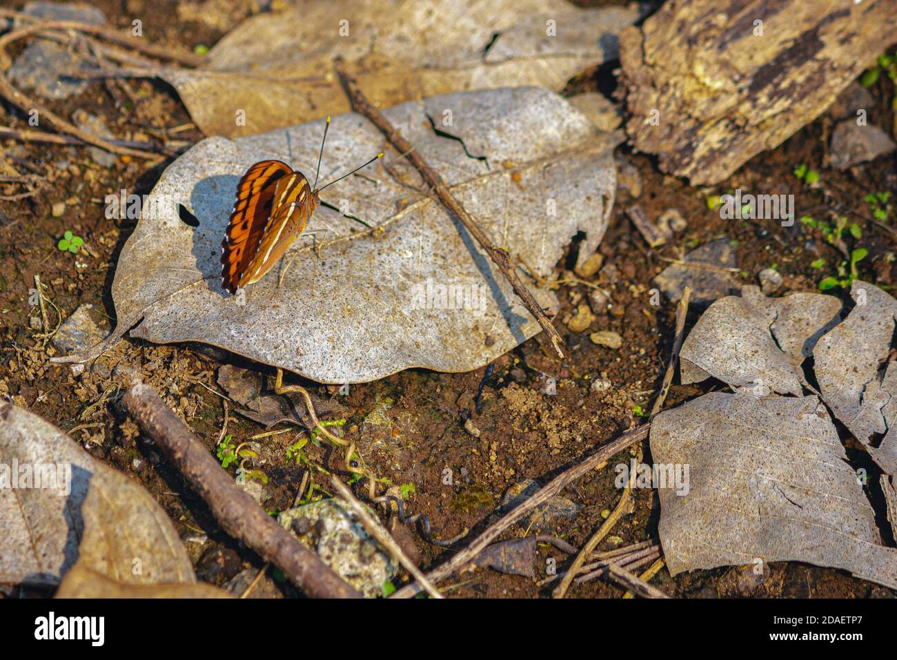 farfalla arancione seduta su una foglia secca nella giungla cliccato al mattino soleggiato giorno Foto Stock