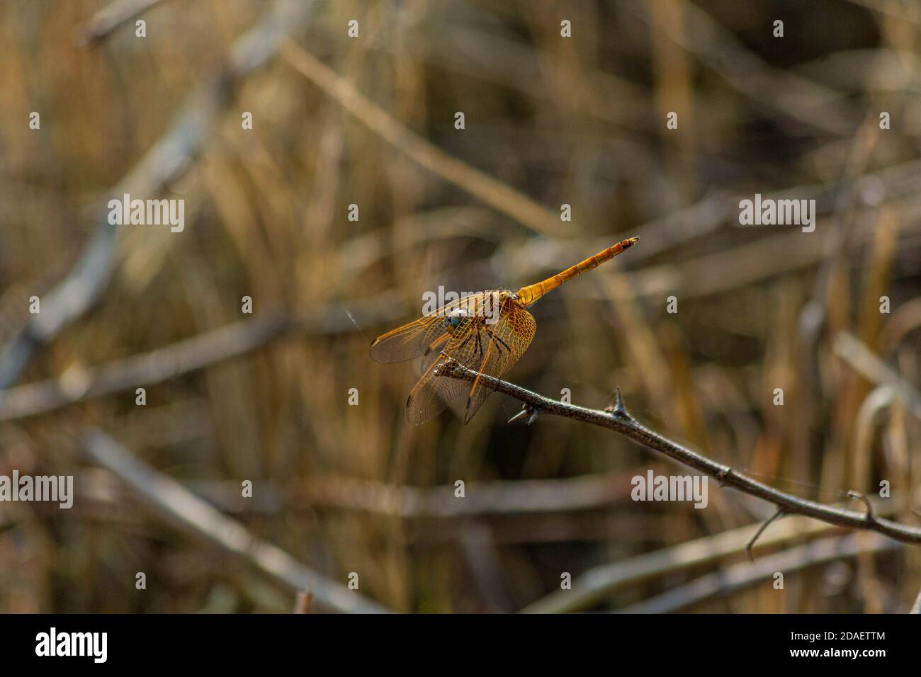 libellula nella foresta seduta su un gambo di asciutto pianta Foto Stock