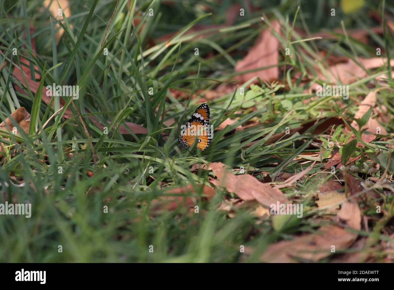 Danainae farfalla arancione su campo erba nella giungla Foto Stock