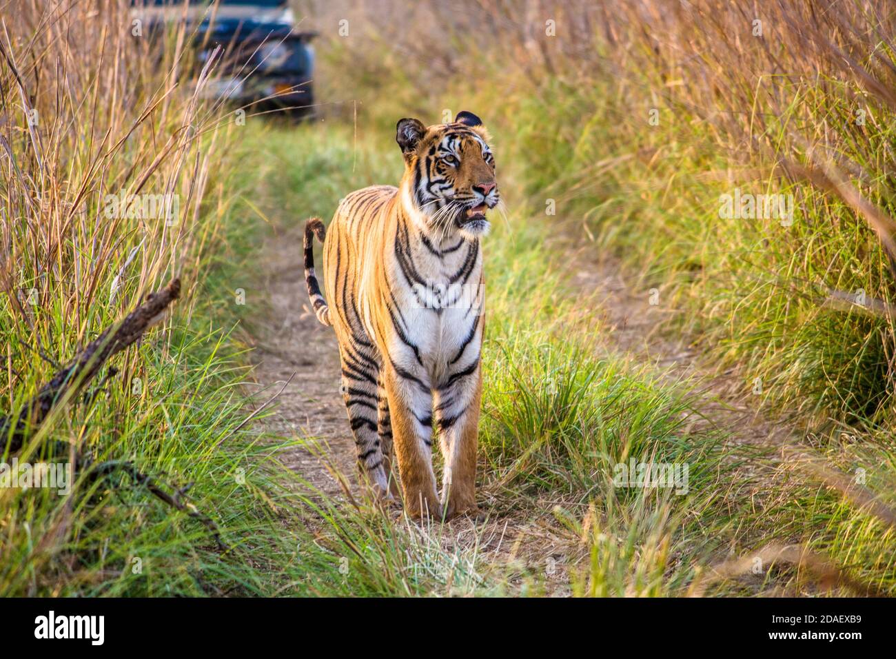 il tadoba selvaggio sospirò la preda Foto Stock