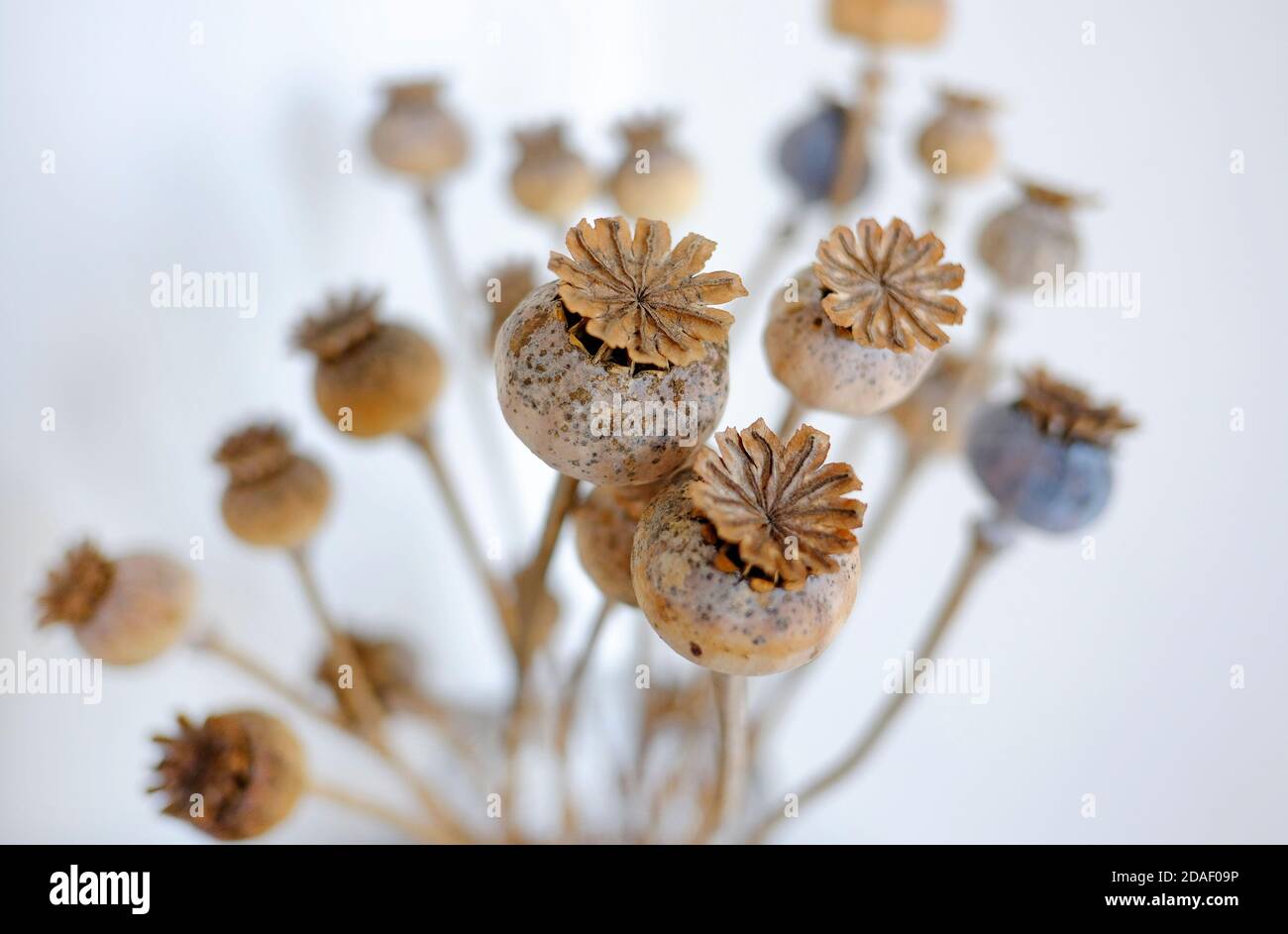 teste di seme di papavero asciugate su sfondo bianco Foto Stock