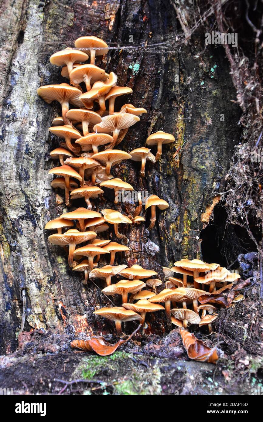 Honey Fungus, Armillaria Mellea, Hardcastle Crags, West Yorkshire, Regno Unito Foto Stock