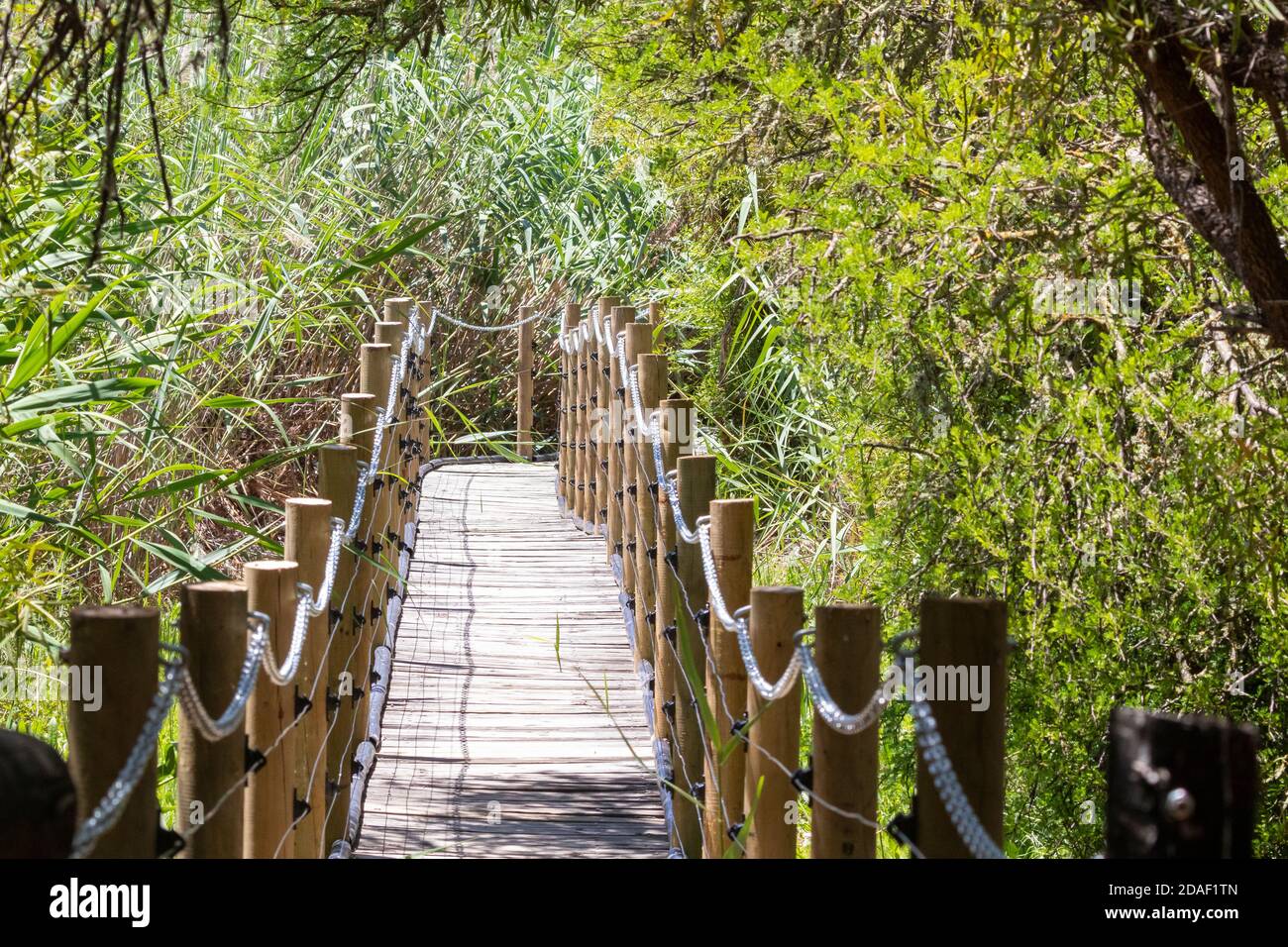 Passerella attraverso le aiuole in primavera, la Riserva Naturale di Vrolicheid, Capo Occidentale, Sud Africa, una destinazione popolare per escursioni a piedi e birdwatching Foto Stock
