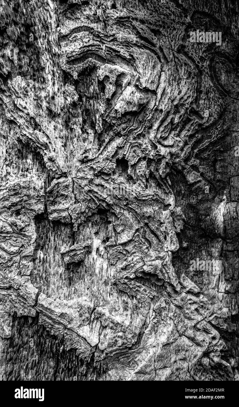 Vecchio e decadenti alberi di quercia in antichi boschi della Foresta di Sherwood nel Nottinghamshire, Inghilterra. Foto Stock