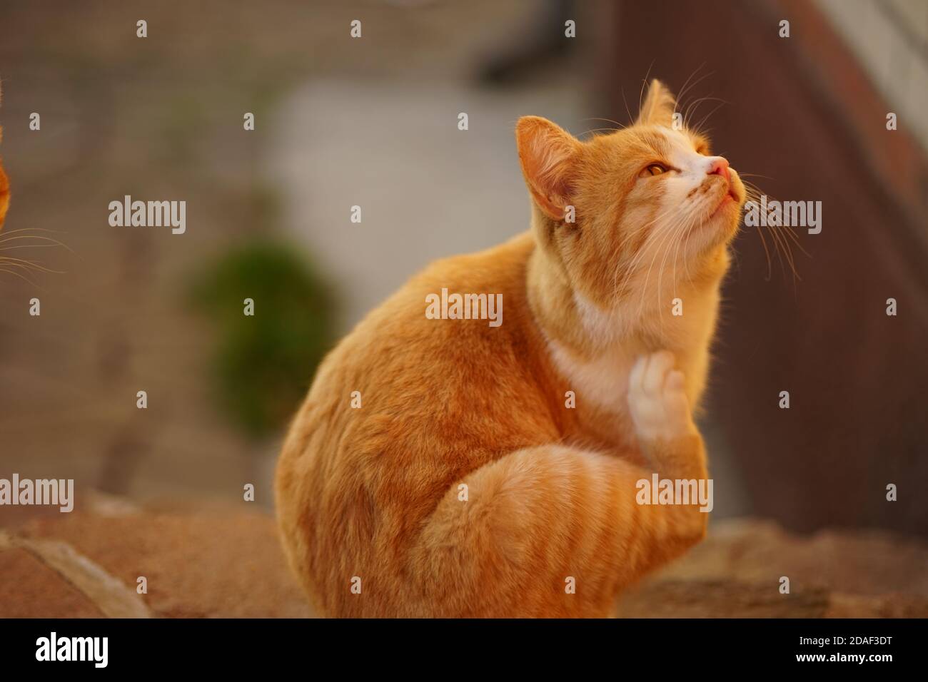 Soffici zenzero bianco gatto zampino graffi dietro l'orecchio. Pulci e zecche in animali domestici Foto Stock