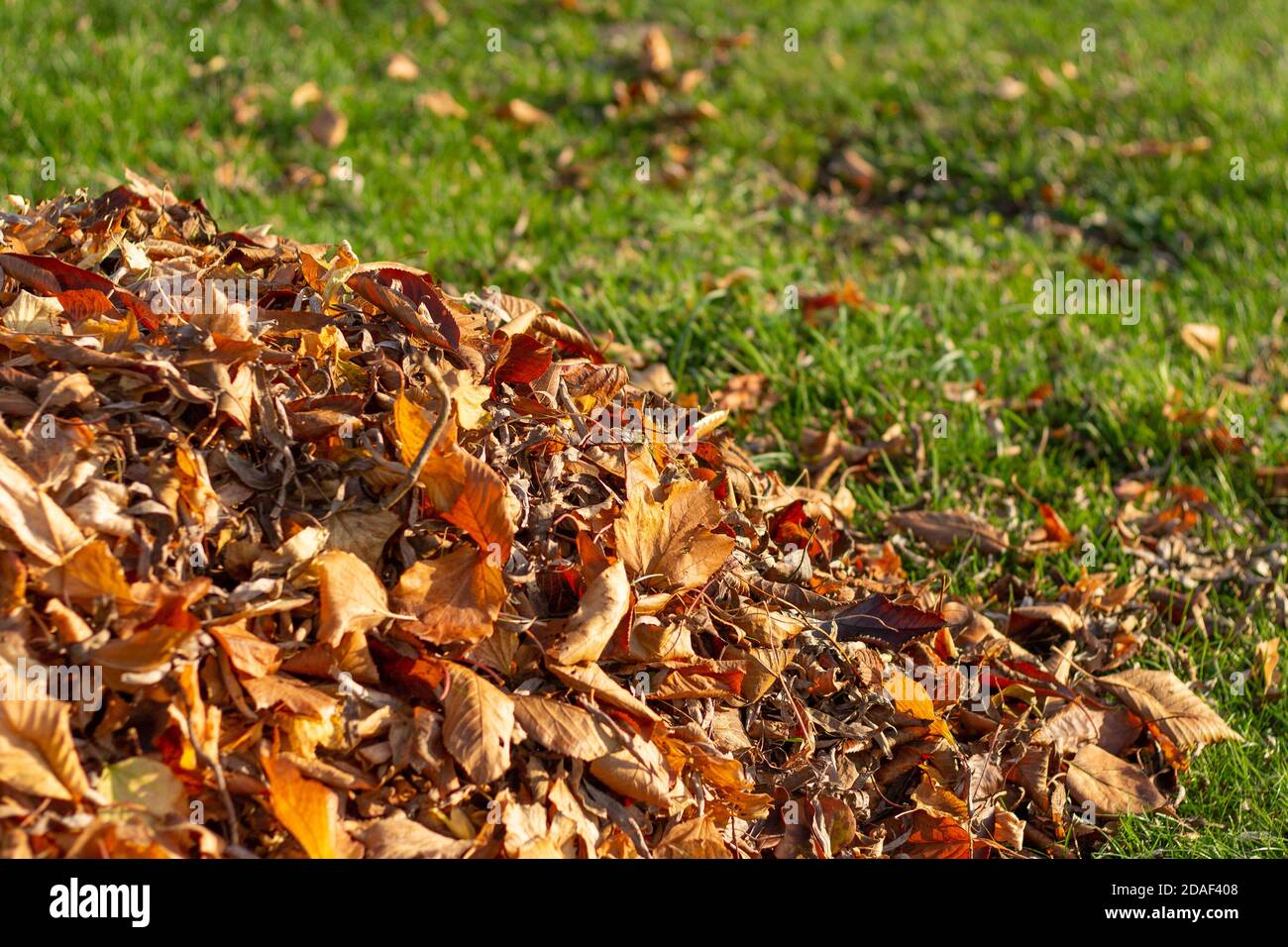 Mucchio di foglie d'autunno. Pulizia delle foglie in giardino Foto Stock