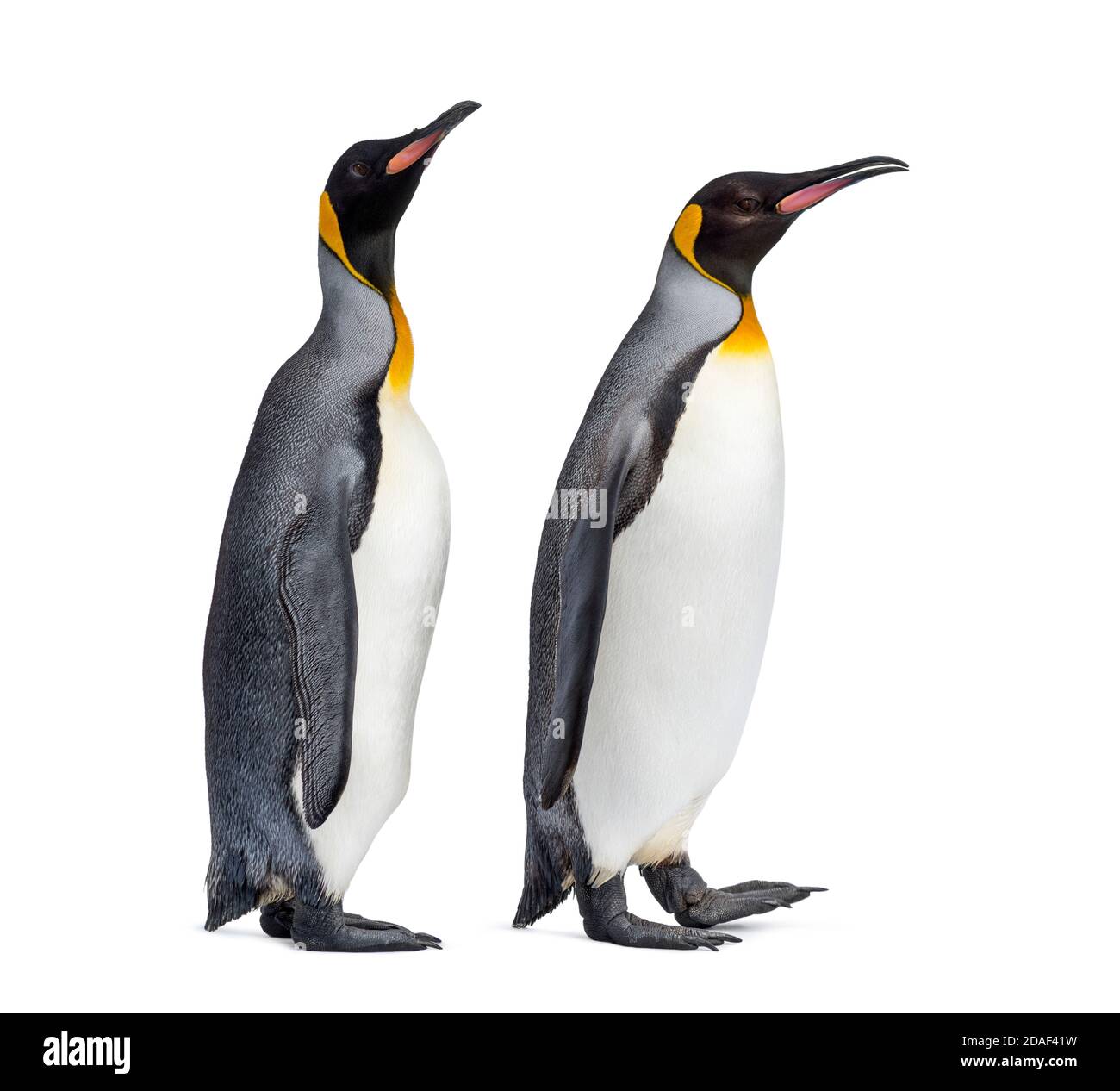 Coppia di pinguini King isolato su bianco Foto Stock