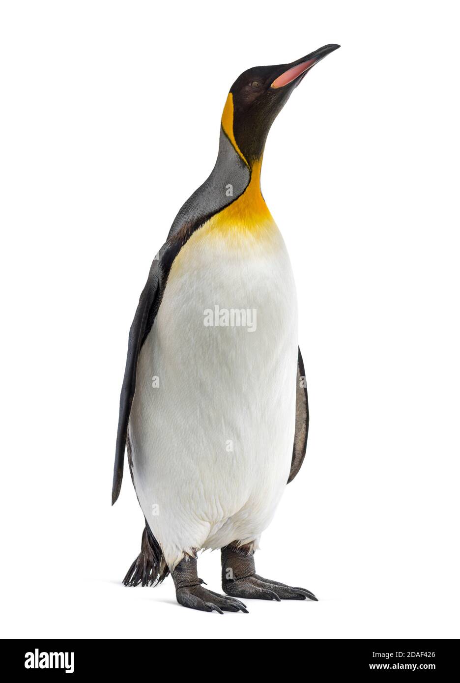 Il pinguino del re si trova di fronte a uno sfondo bianco Foto Stock