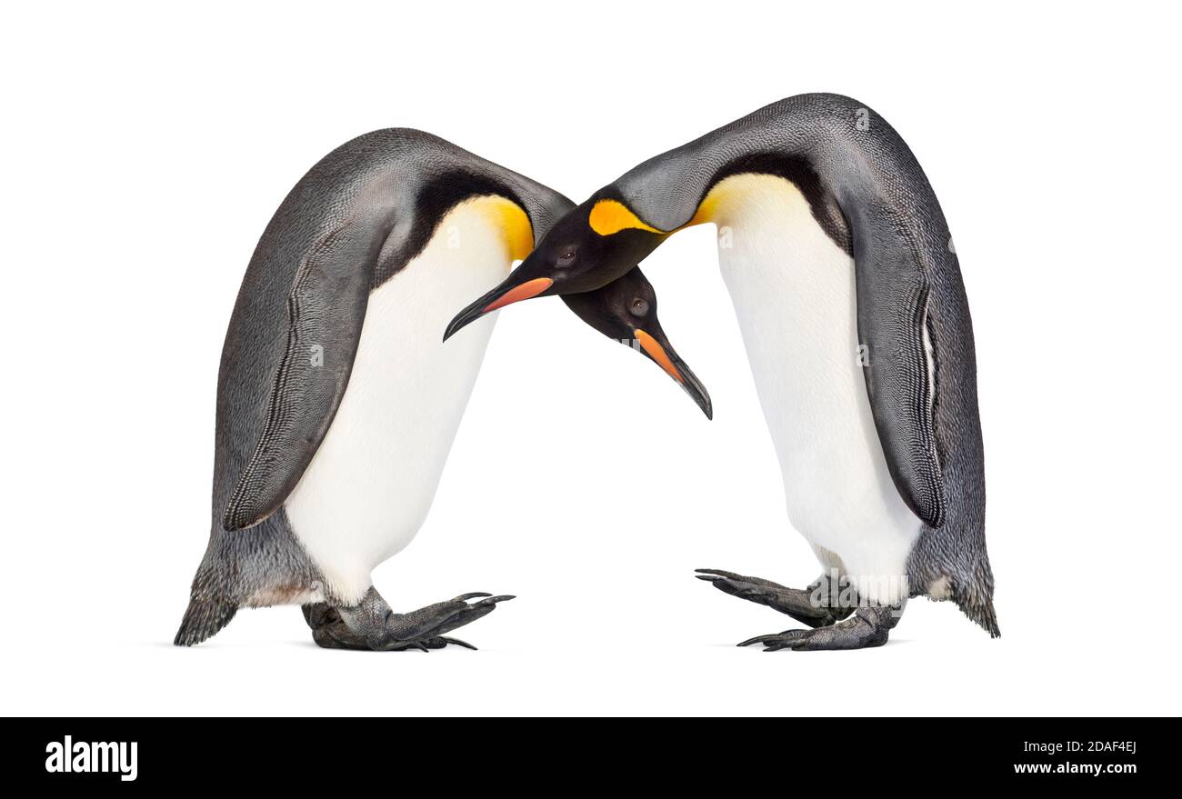 Coppia di pinguini King isolato su bianco Foto Stock