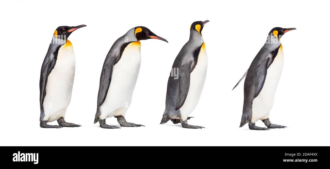 Gruppo di pinguini re isolato su bianco Foto Stock