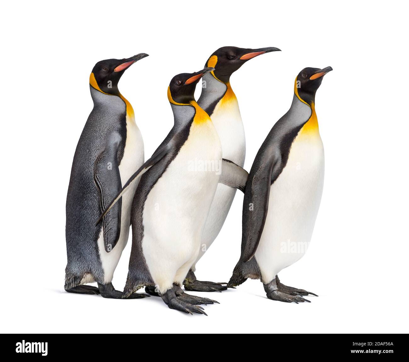 Colonia di pinguini re insieme, isolato su bianco Foto Stock