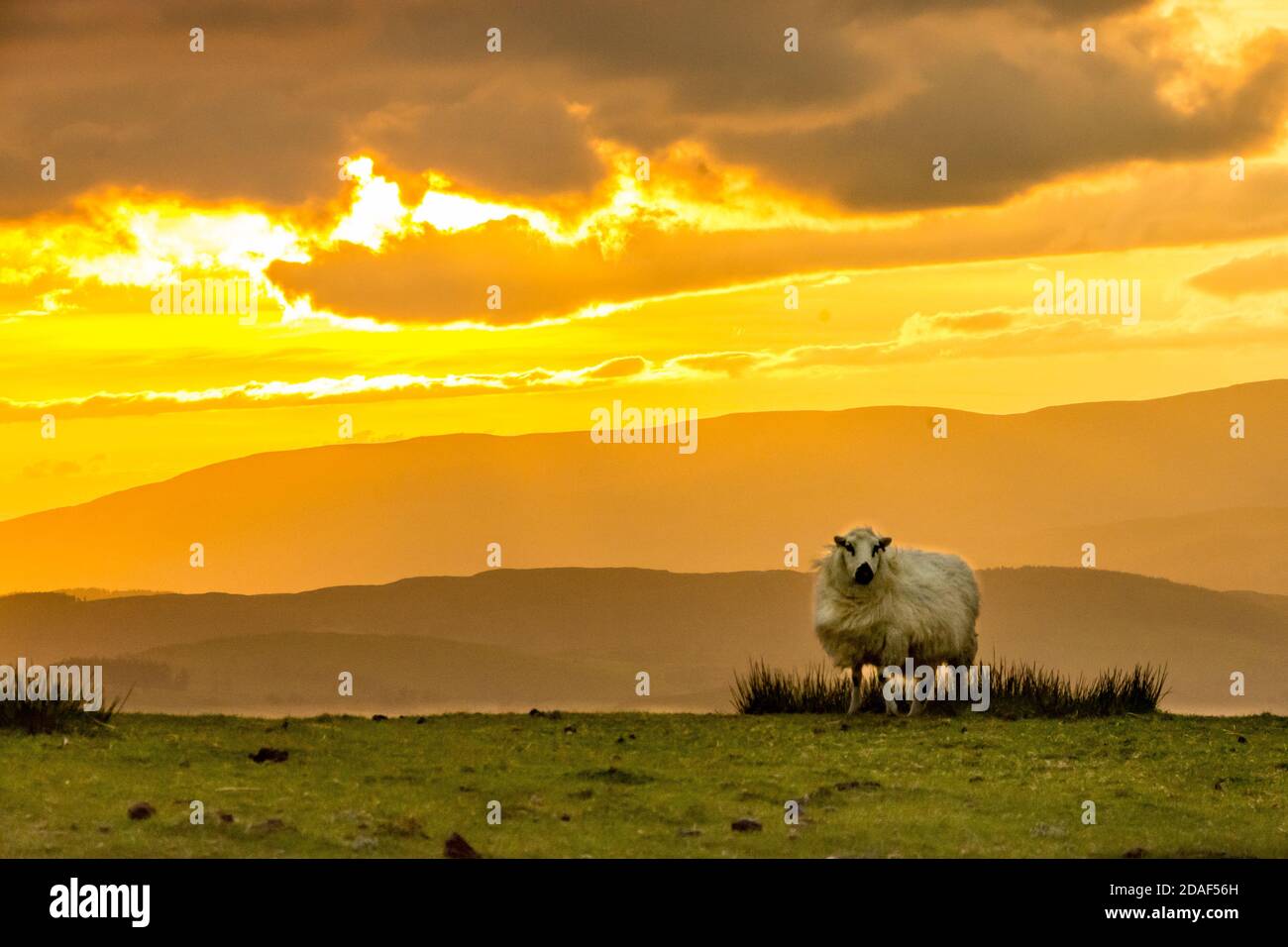 Pecore gallesi di montagna al sunsetGallese Foto Stock