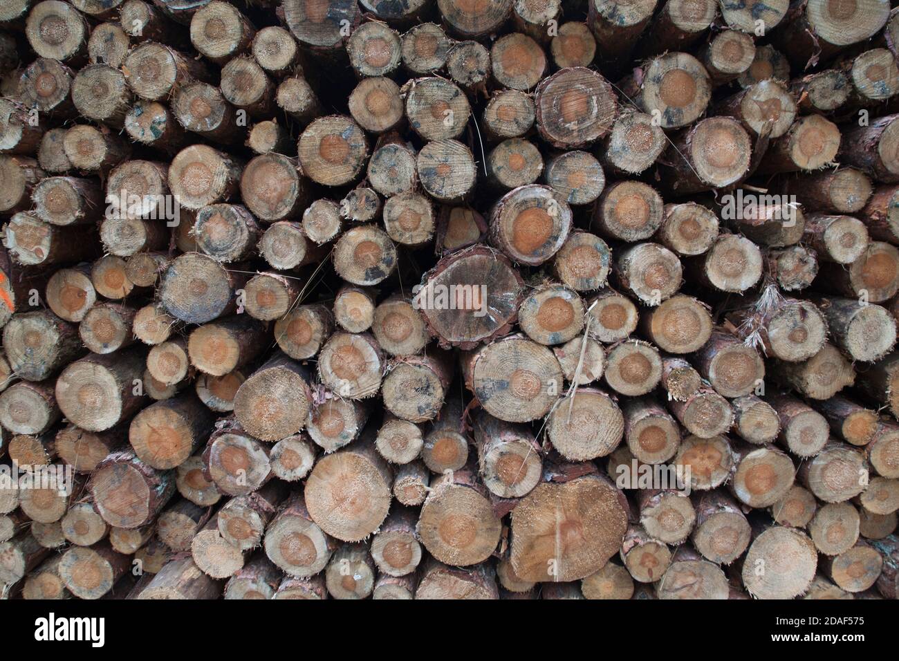 Gestione forestale in Polonia, Foto Stock