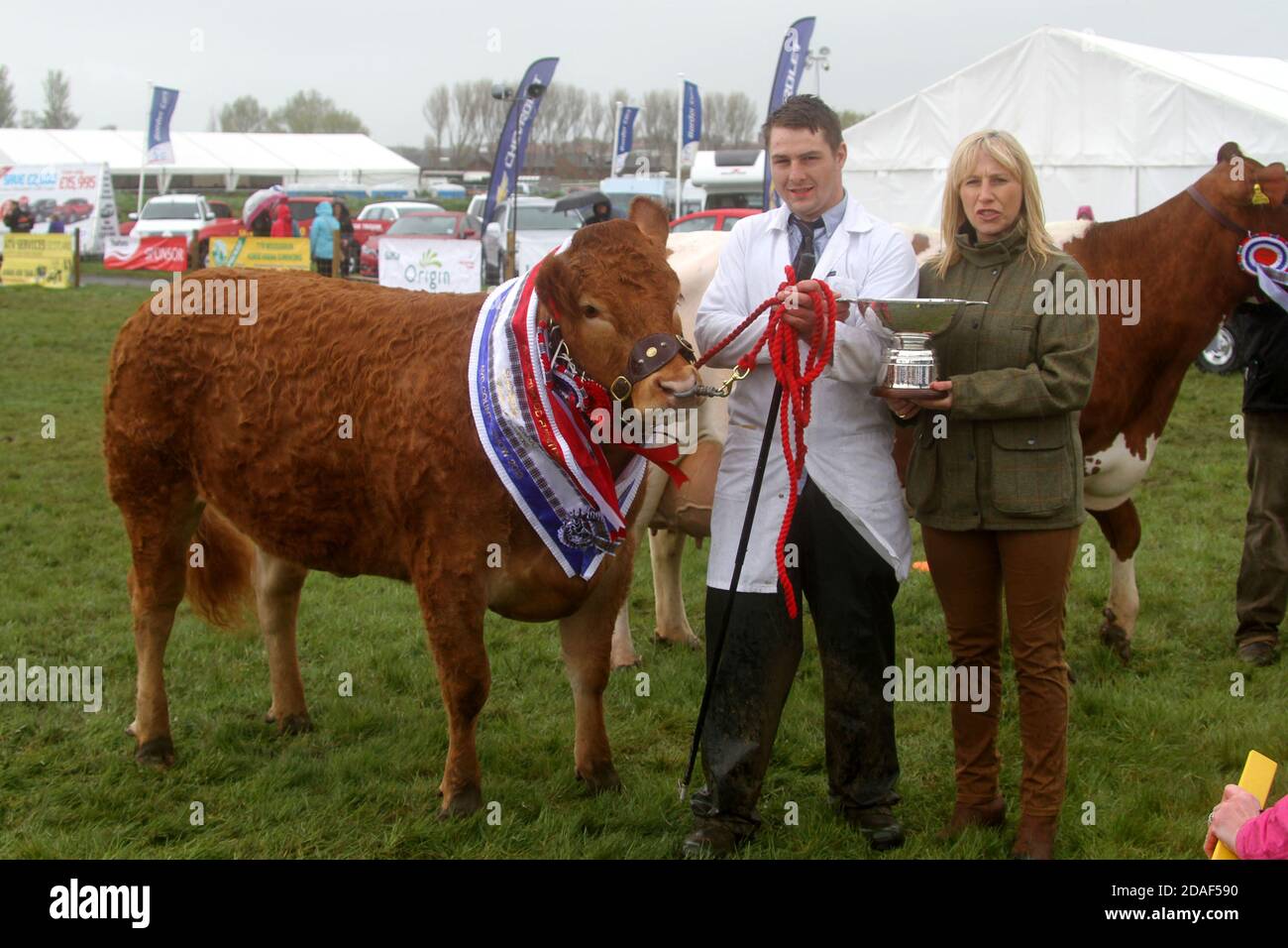 Ayr Agricultural Cattle Show, Ayrshire Scotland. Regno Unito tenuto all'ippodromo di Ayr. La mostra annuale comprende bestiame e concorsi. Un evento annuale molto atteso per la comunità agricola di riunirsi. Lo spettacolo si chiude con una mostra e una processione di animali e bestie premiati, tra cui cavalli, bestiame, capra, pecore con il premio finale del campione di campioni Foto Stock