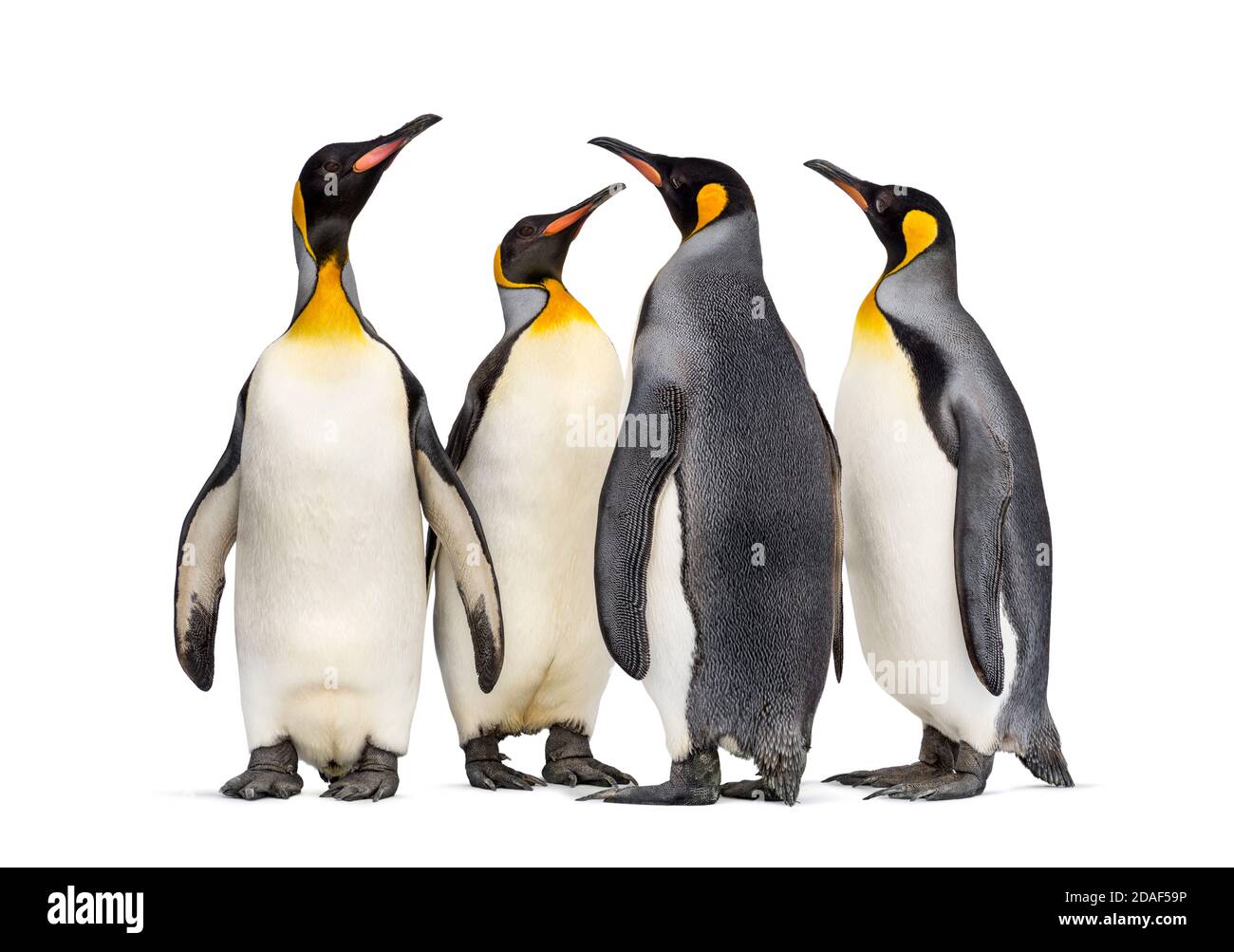 Colonia di pinguini re insieme, isolato su bianco Foto Stock