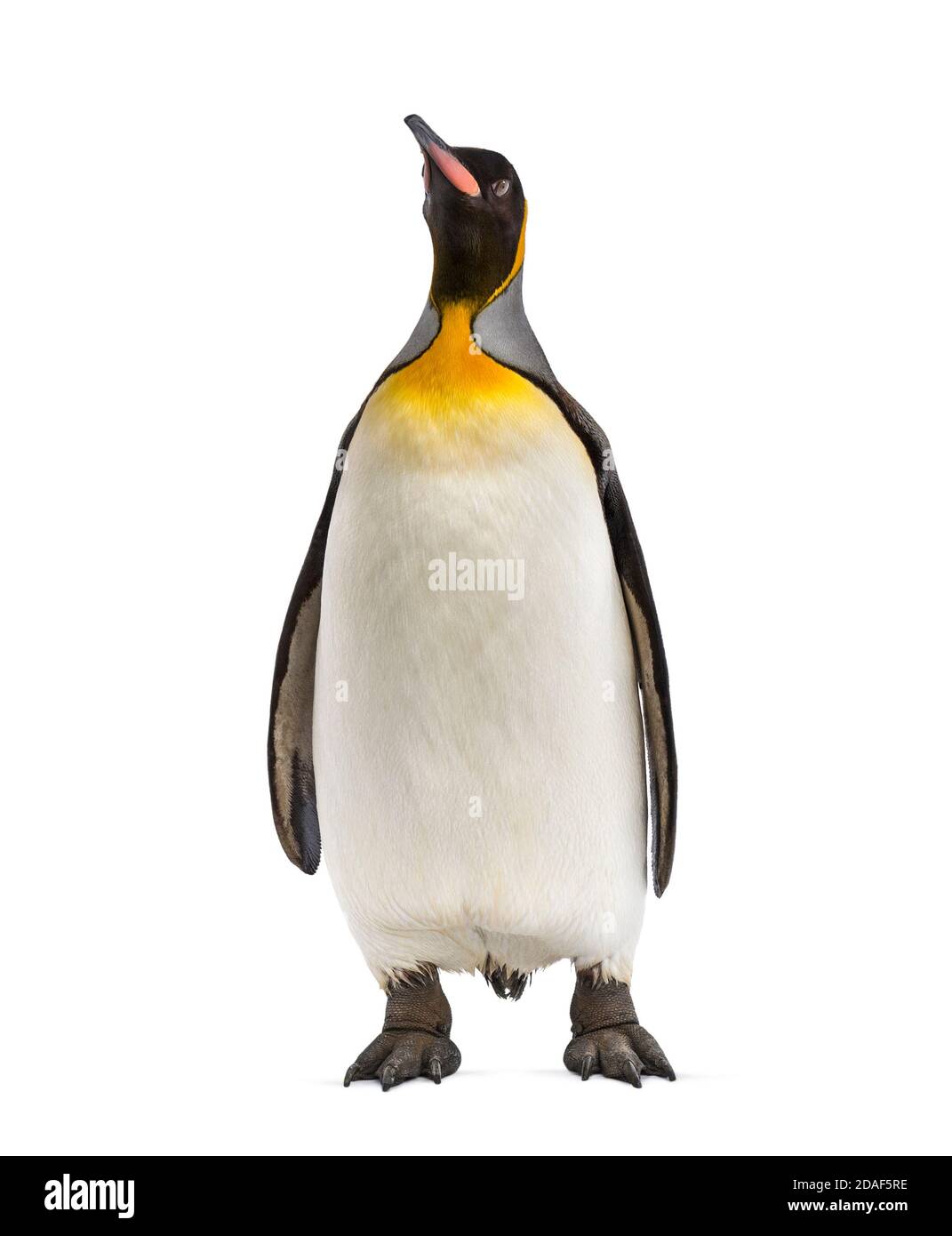 Pinguino re isolato su bianco Foto Stock