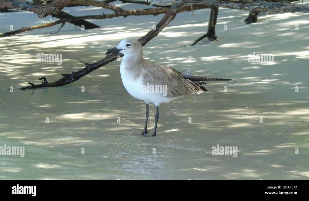Ridendo Gull Leuchaeus atricilla in piumaggio non-riproduttore. Isola degli uccelli, Antigua. Foto Stock
