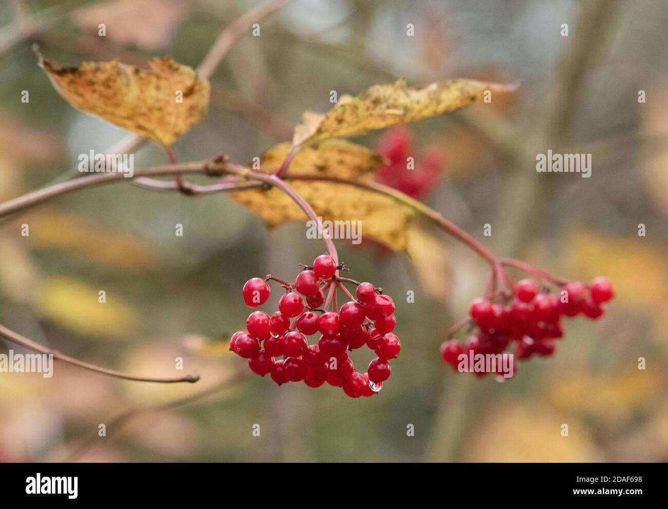 Guelder-rose, Chipping, Preston, Lancashire. REGNO UNITO Foto Stock