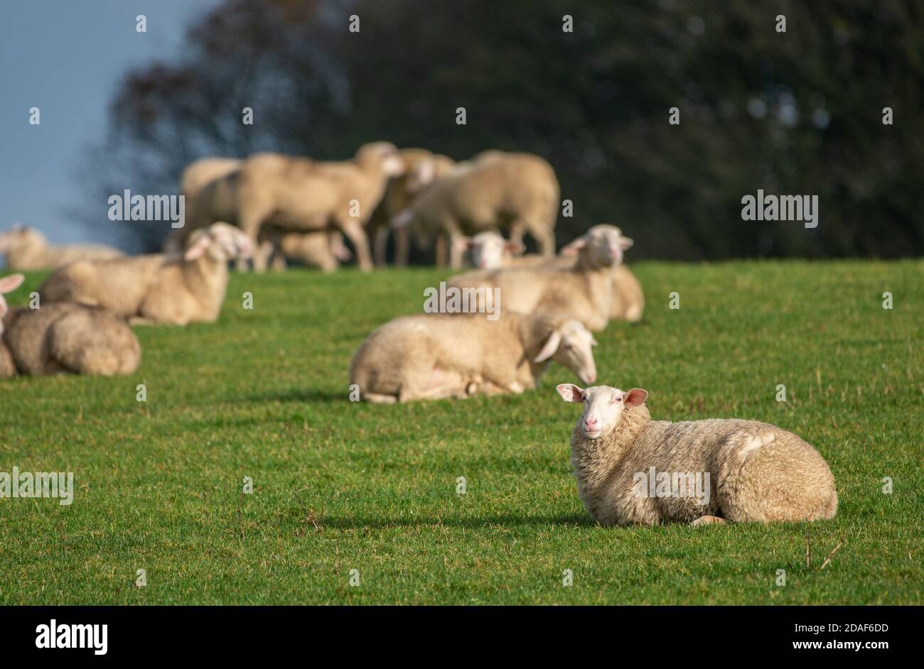 Giovane Friesland mangia in un campo, Chipping, Preston, Lancashire, UK Foto Stock