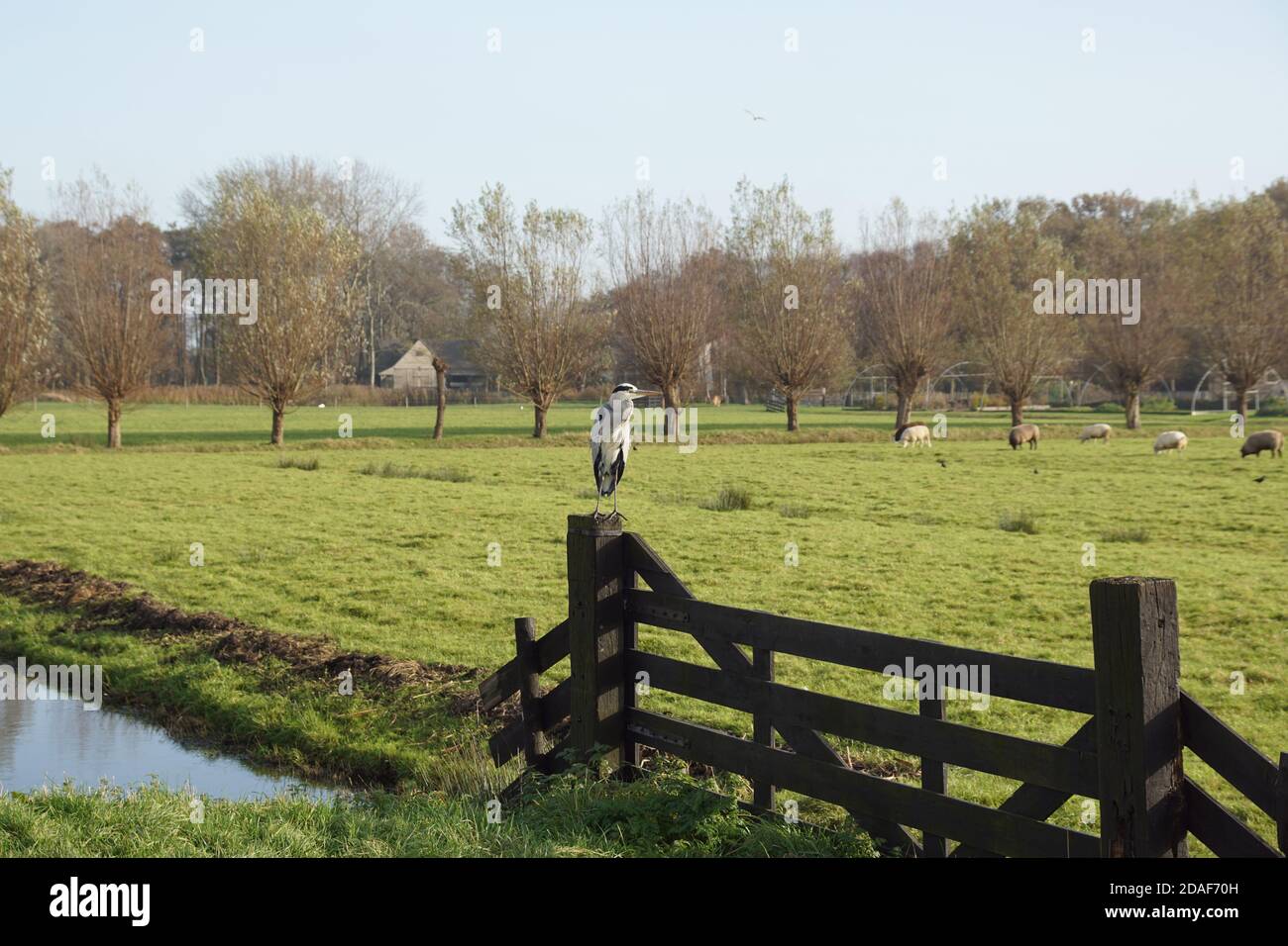 Un airone su un cancello prato vicino a un fosso e prato. Pollard salici sbiaditi sullo sfondo. Vicino al villaggio olandese di Bergen. Olanda, novembre Foto Stock