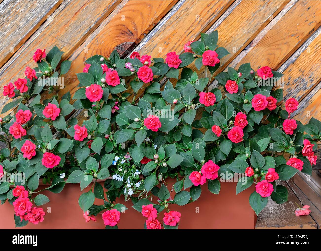 Fiori di balsamo in terry rosso in vaso in giardino vicino a muro di legno. Impatiens balsamina, conosciuta anche come occupato Lizzie, sultana o impaziens walleriana. Floricul Foto Stock