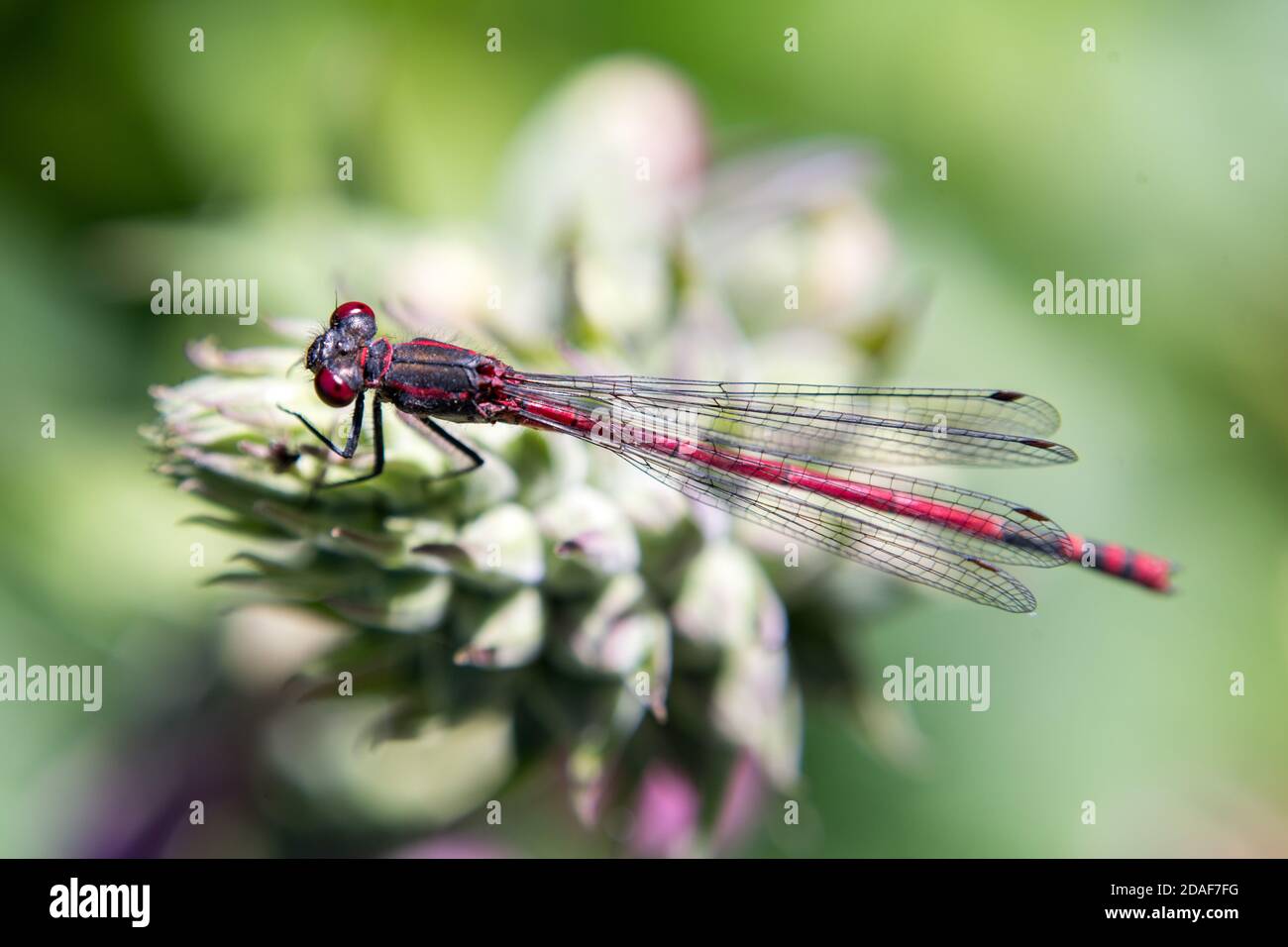 Red Dasselfly Dragonfly su fiore bianco Foto Stock