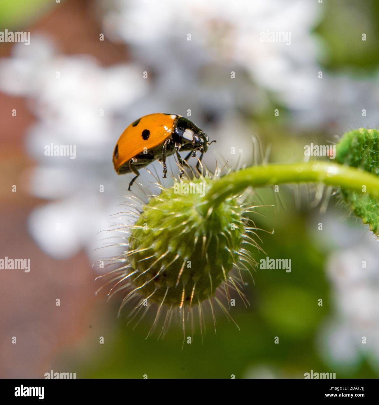 Arancione e nero Ladybird Arrampicata su un papavero Bud Foto Stock