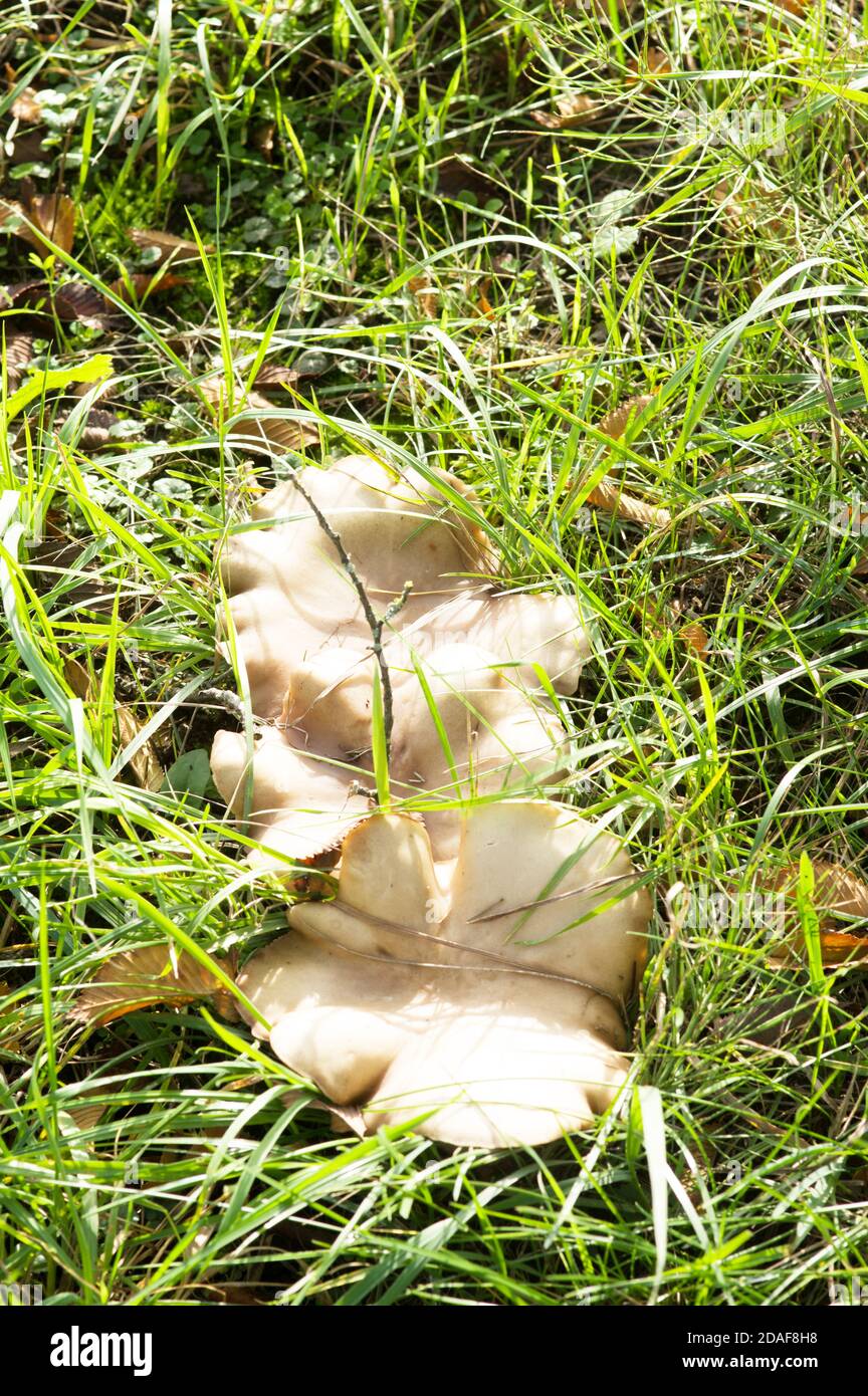 Closeup di un fungo agarico nuvoloso in prato con erba Foto Stock